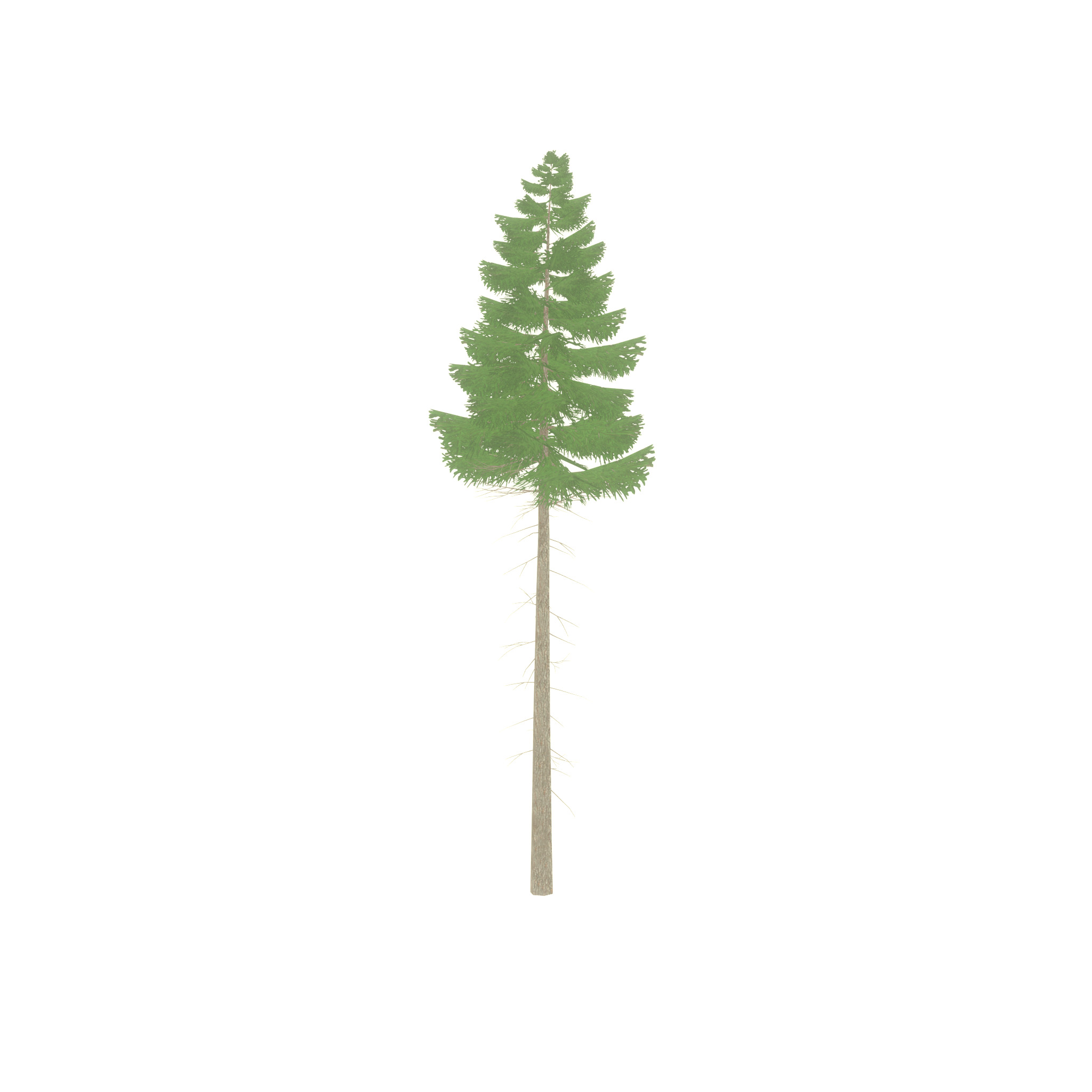 Spruce summer 21000mm forest version Low-poly 3D model_24