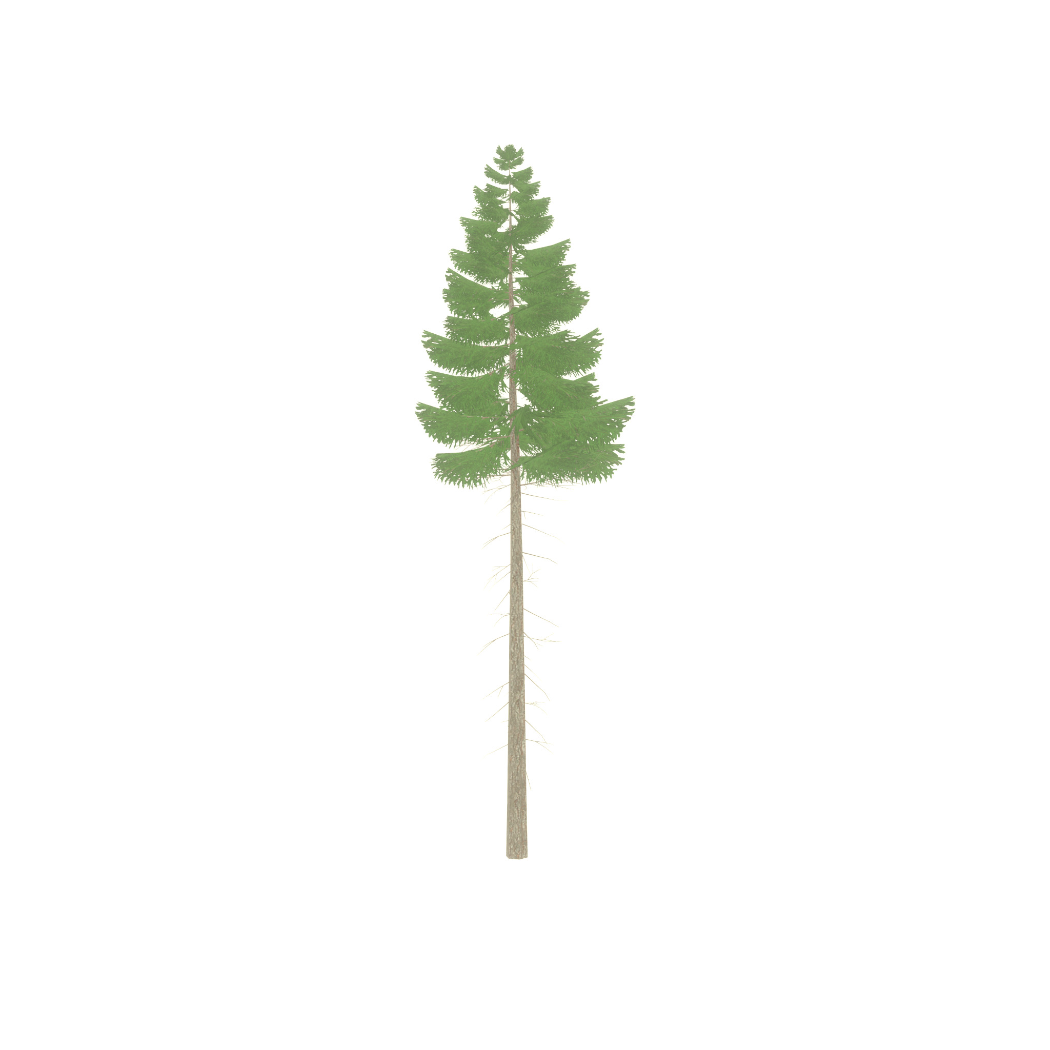 Spruce summer 21000mm forest version Low-poly 3D model_30
