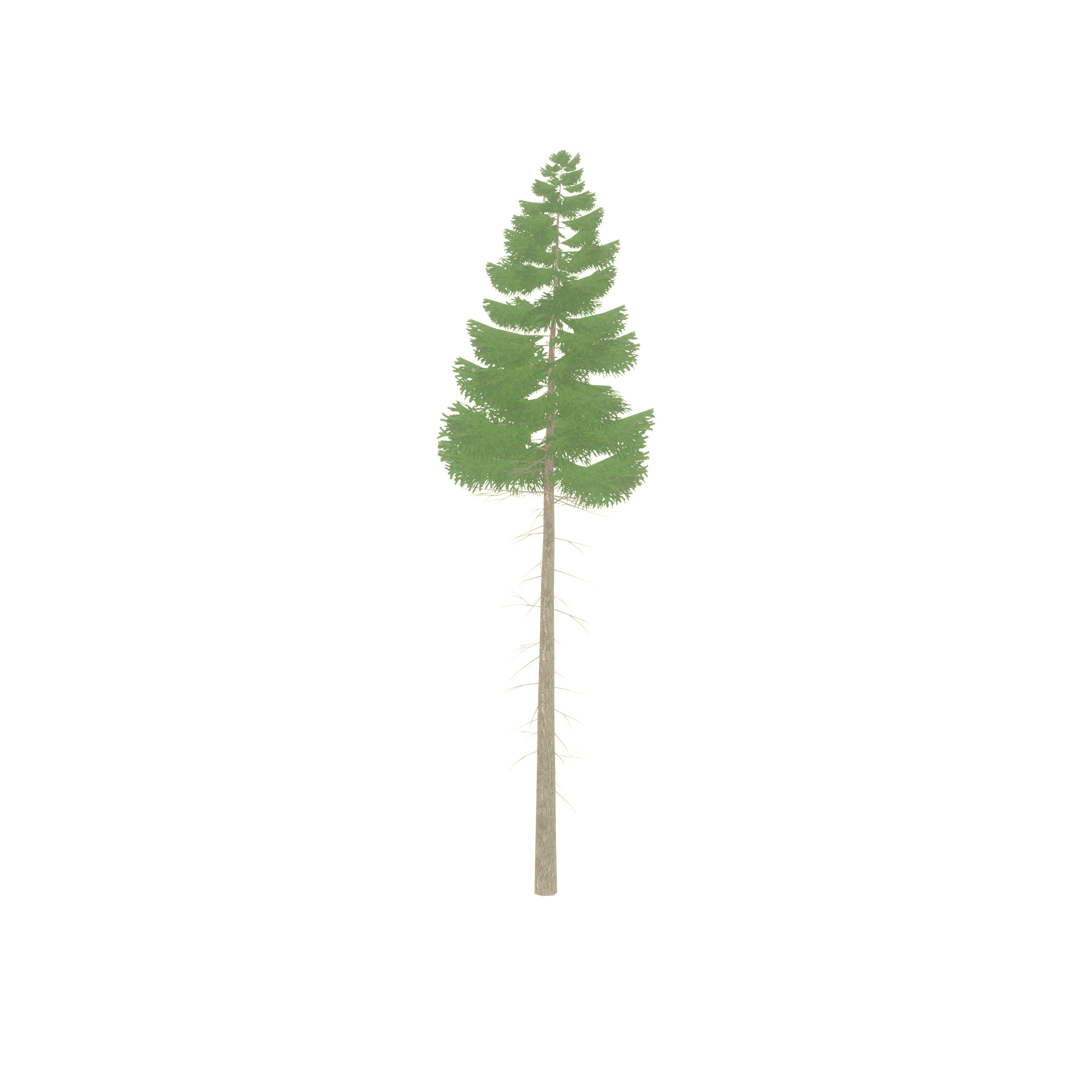 Spruce summer 21000mm forest version Low-poly 3D model_56