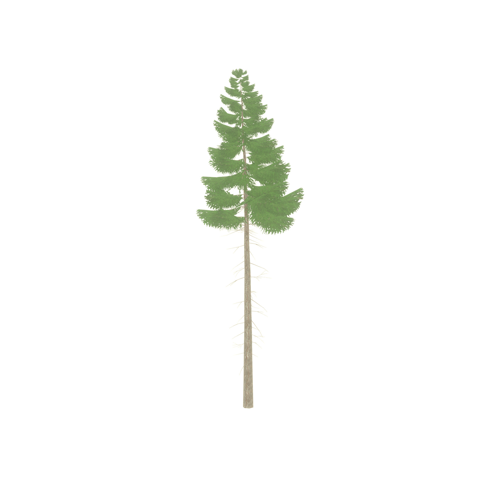 Spruce summer 21000mm forest version Low-poly 3D model_37