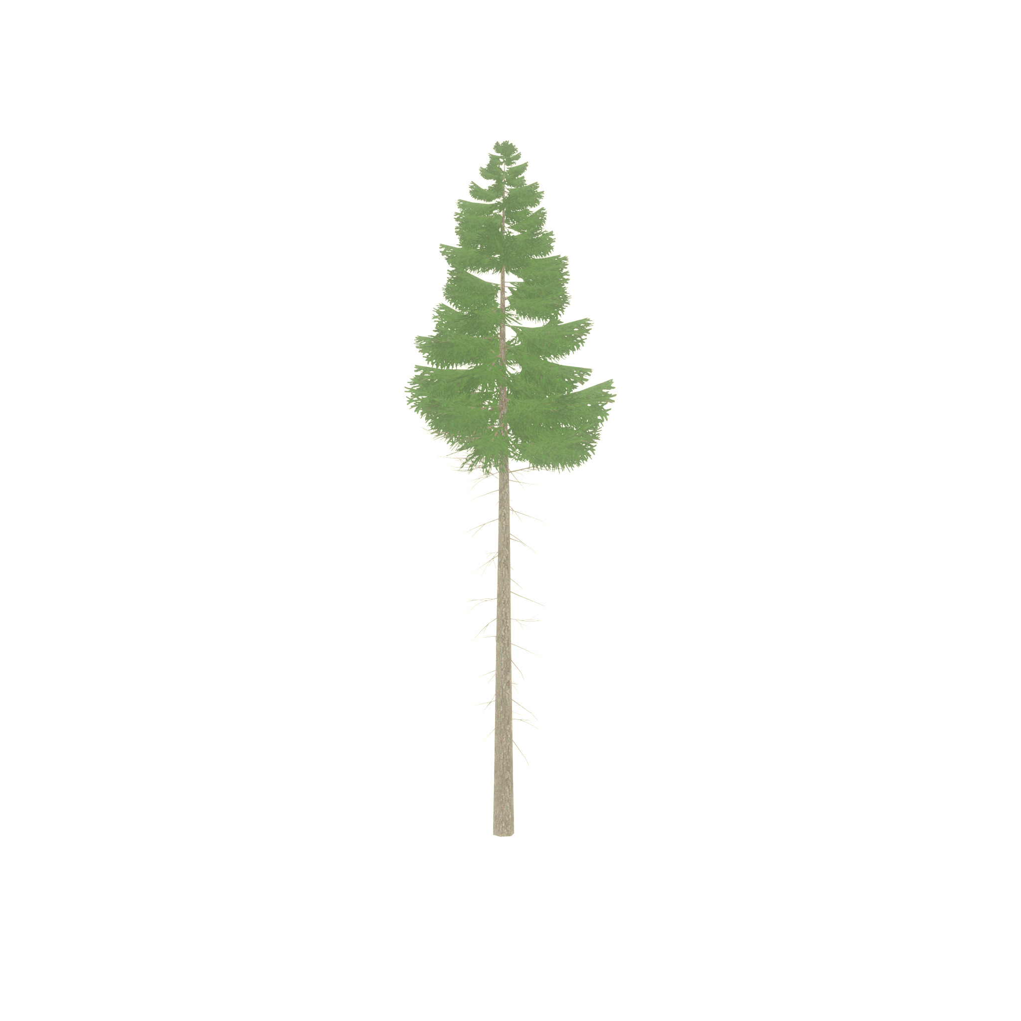 Spruce summer 21000mm forest version Low-poly 3D model_27