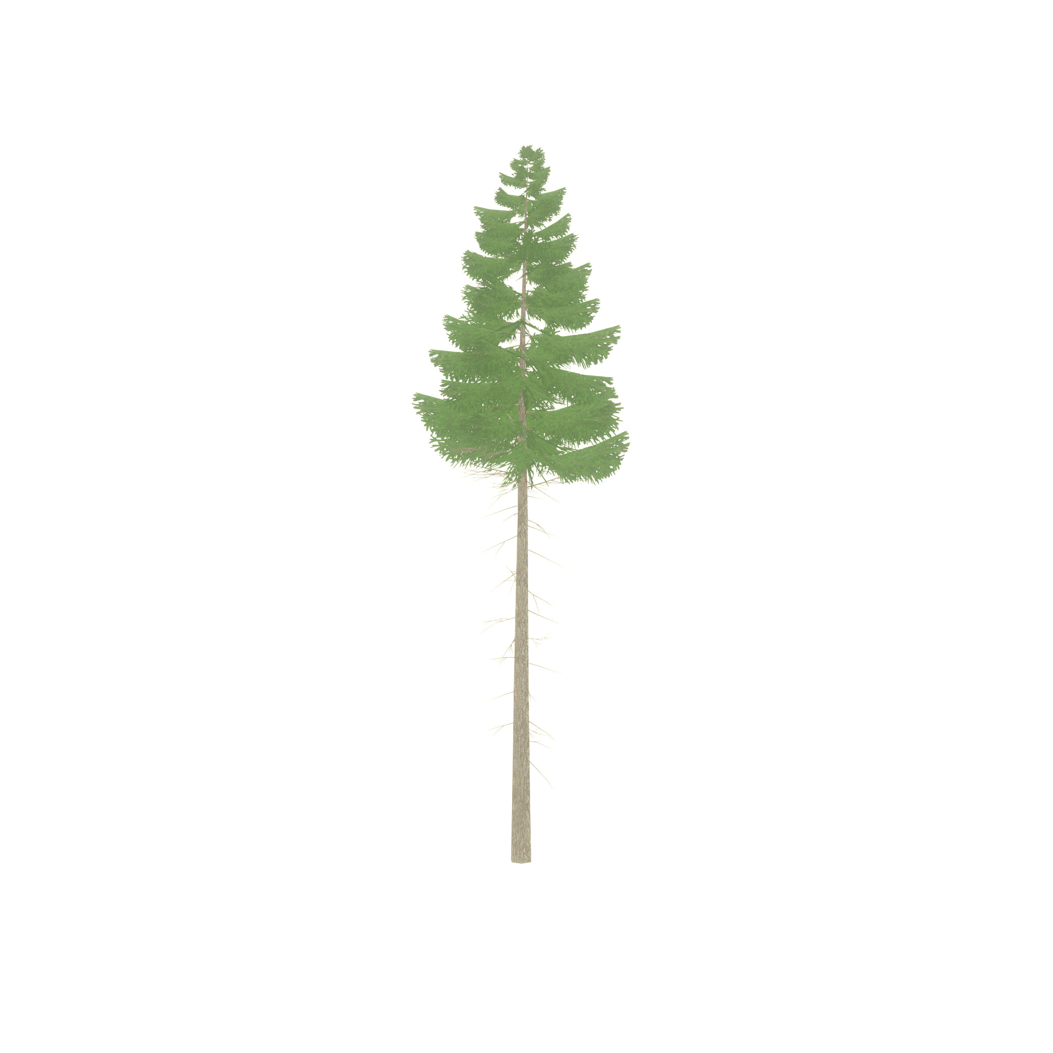 Spruce summer 21000mm forest version Low-poly 3D model_25