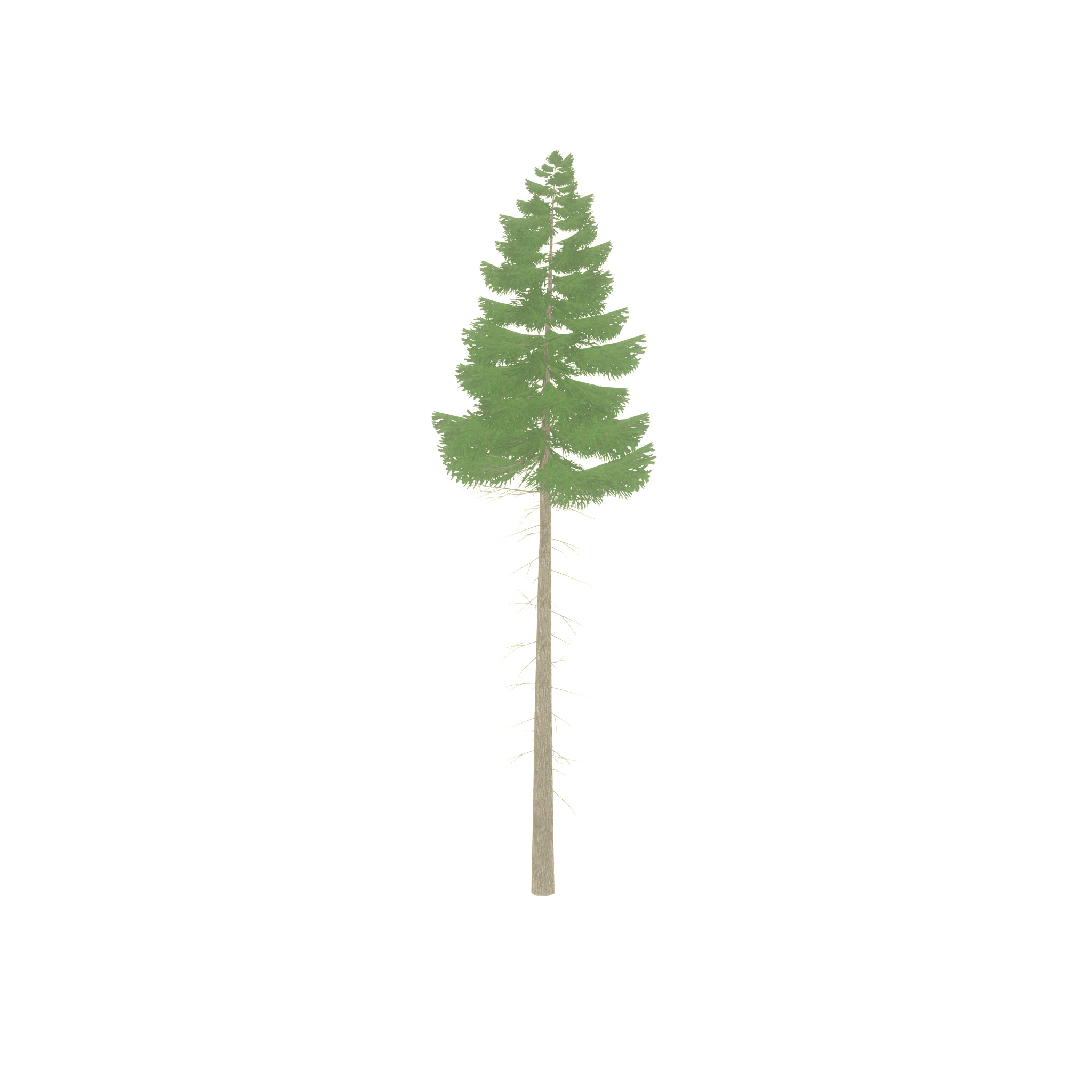 Spruce summer 21000mm forest version Low-poly 3D model_23