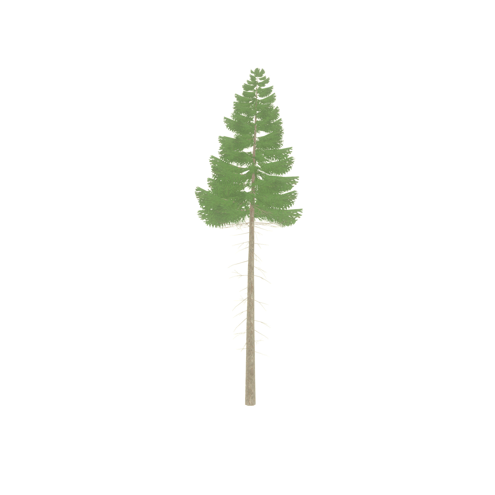 Spruce summer 21000mm forest version Low-poly 3D model_51