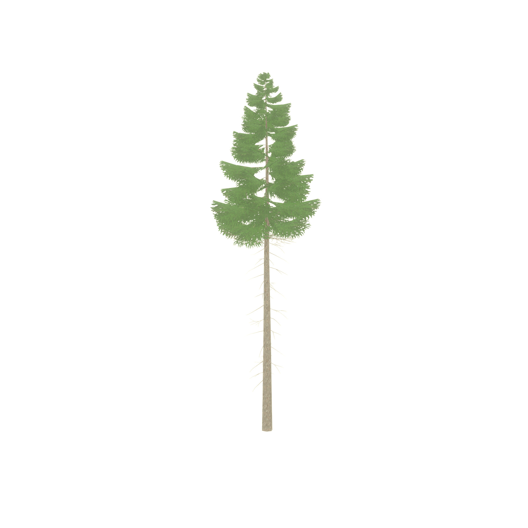 Spruce summer 21000mm forest version Low-poly 3D model_46