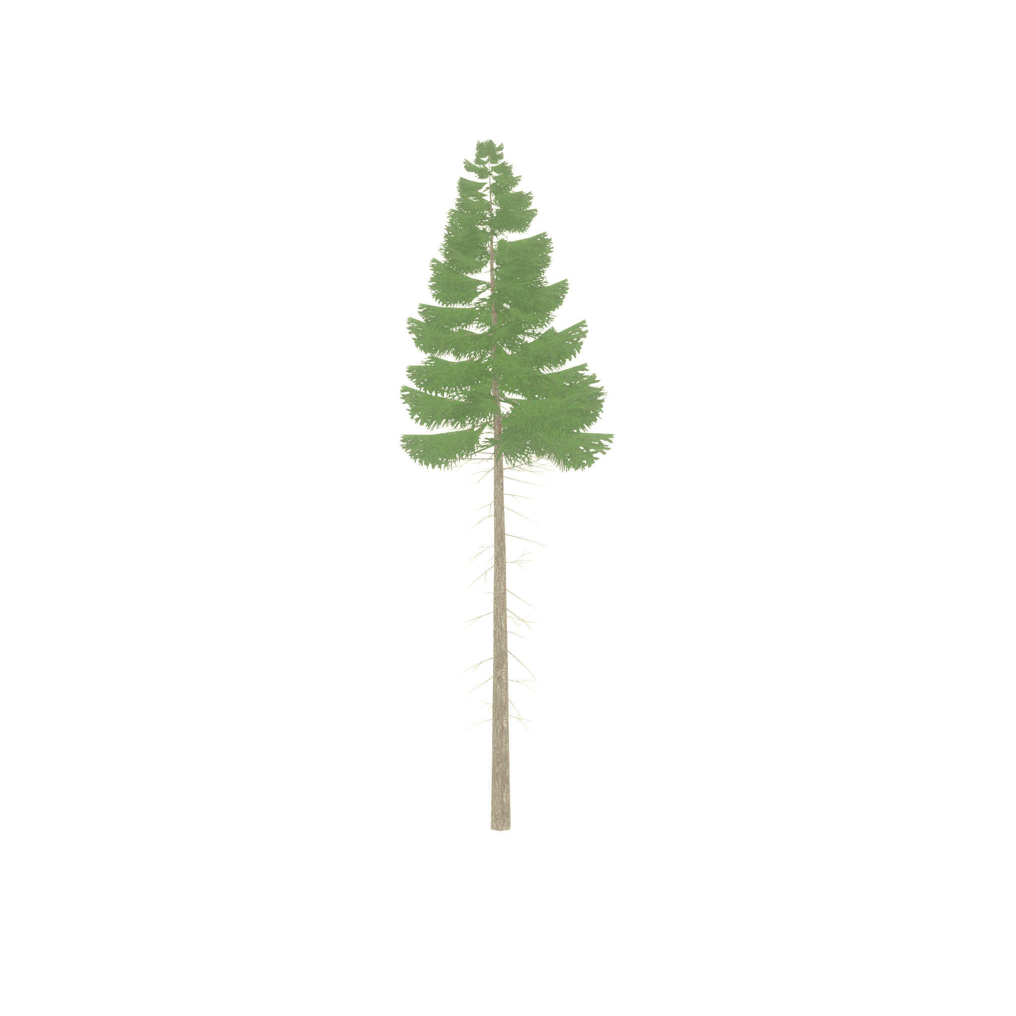 Spruce summer 21000mm forest version Low-poly 3D model_33