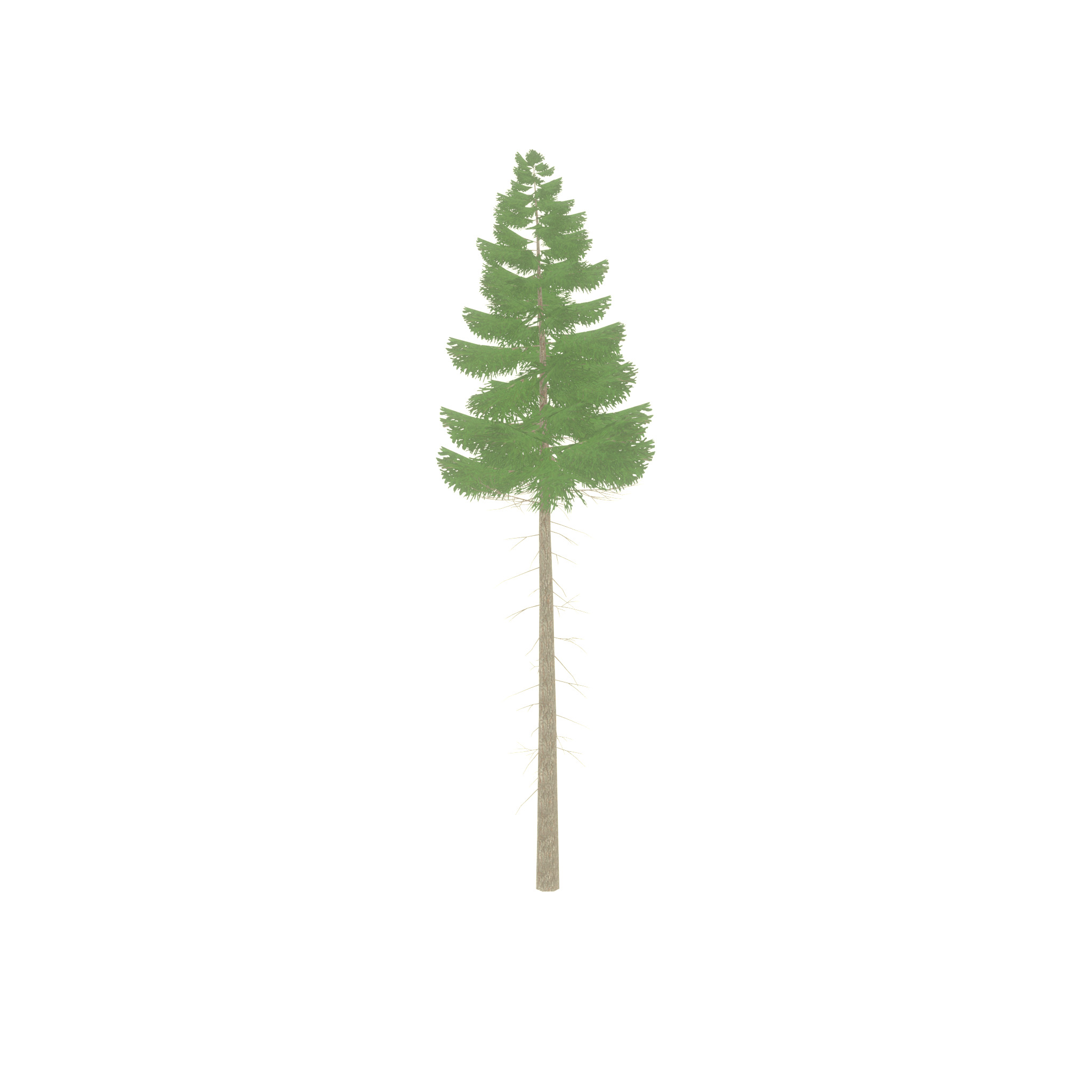Spruce summer 21000mm forest version Low-poly 3D model_41
