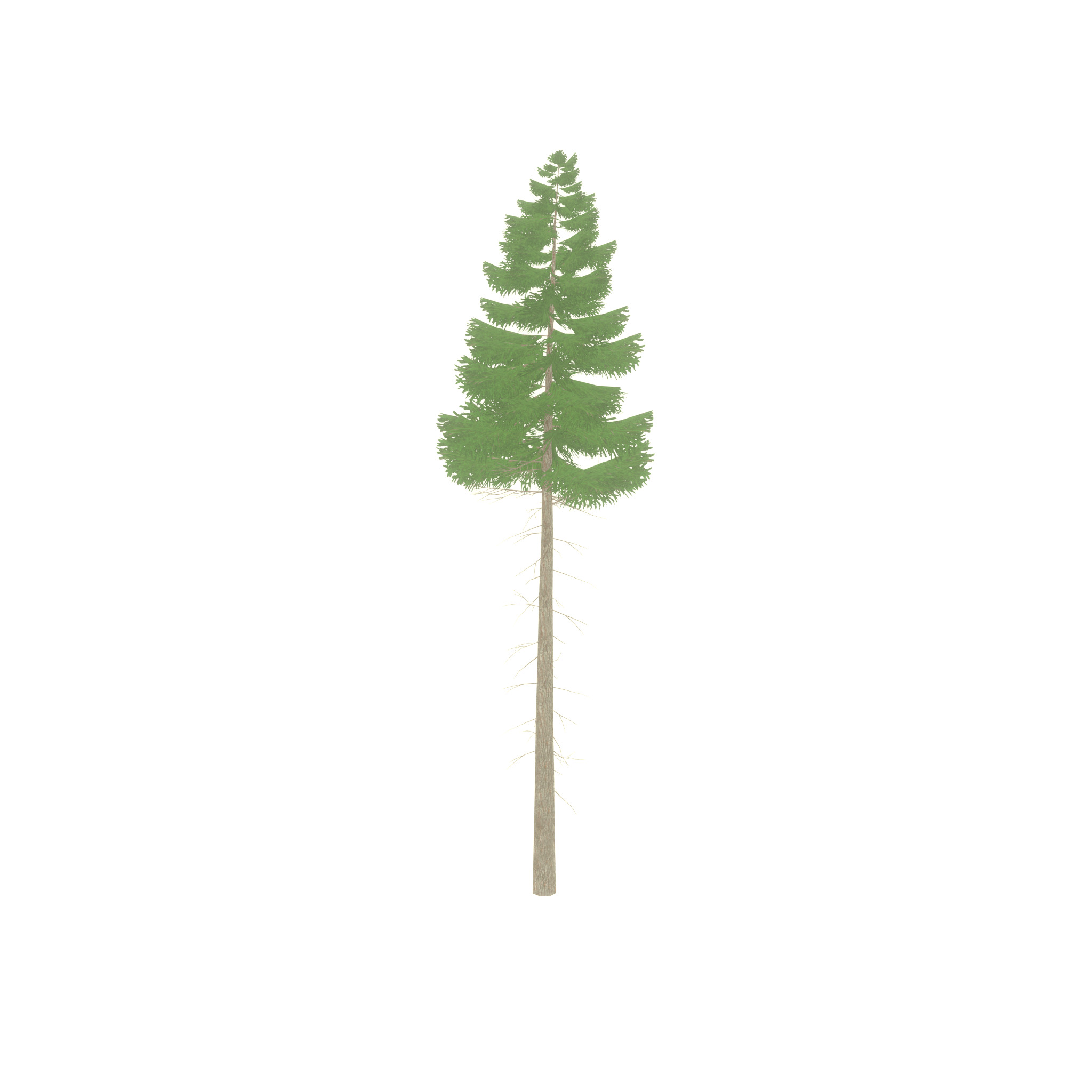 Spruce summer 21000mm forest version Low-poly 3D model_22