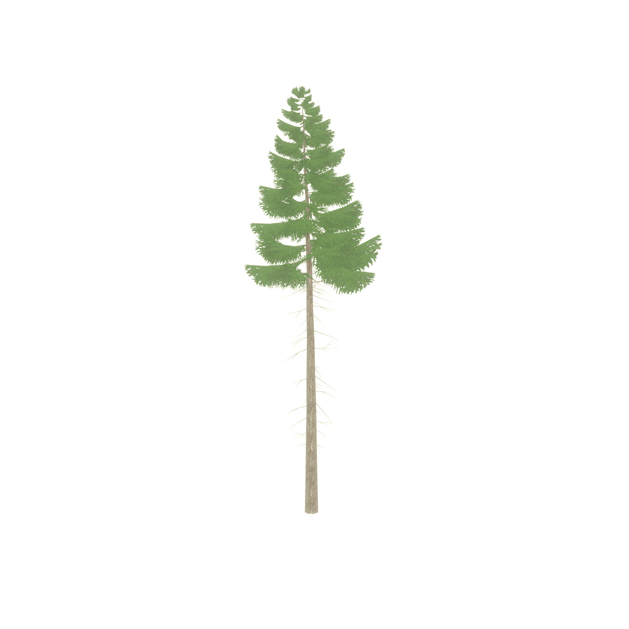 Spruce summer 21000mm forest version Low-poly 3D model_36