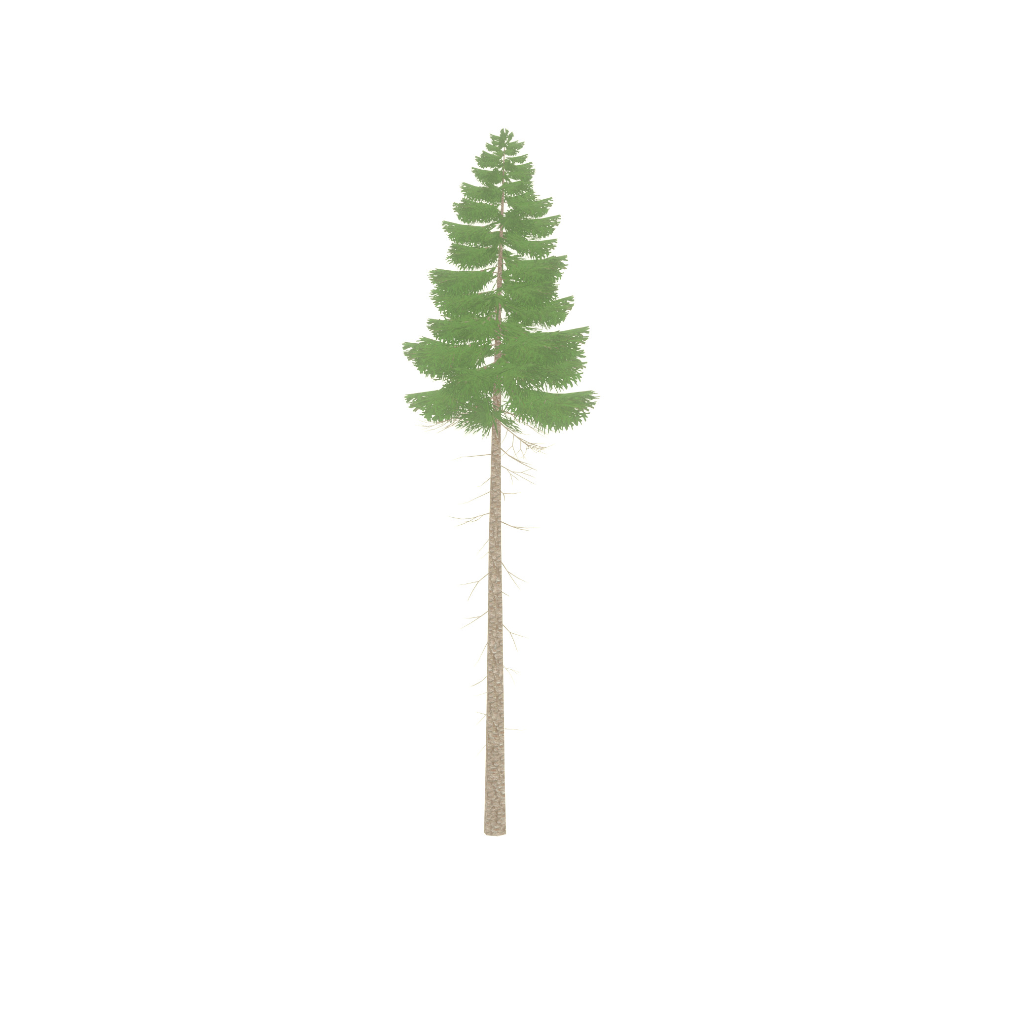 Spruce summer 31000mm forest version Low-poly 3D model_31