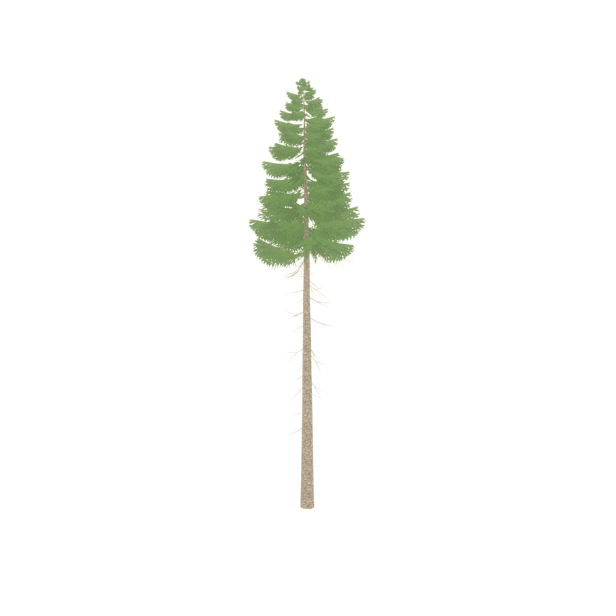 Spruce summer 31000mm forest version Low-poly 3D model_37