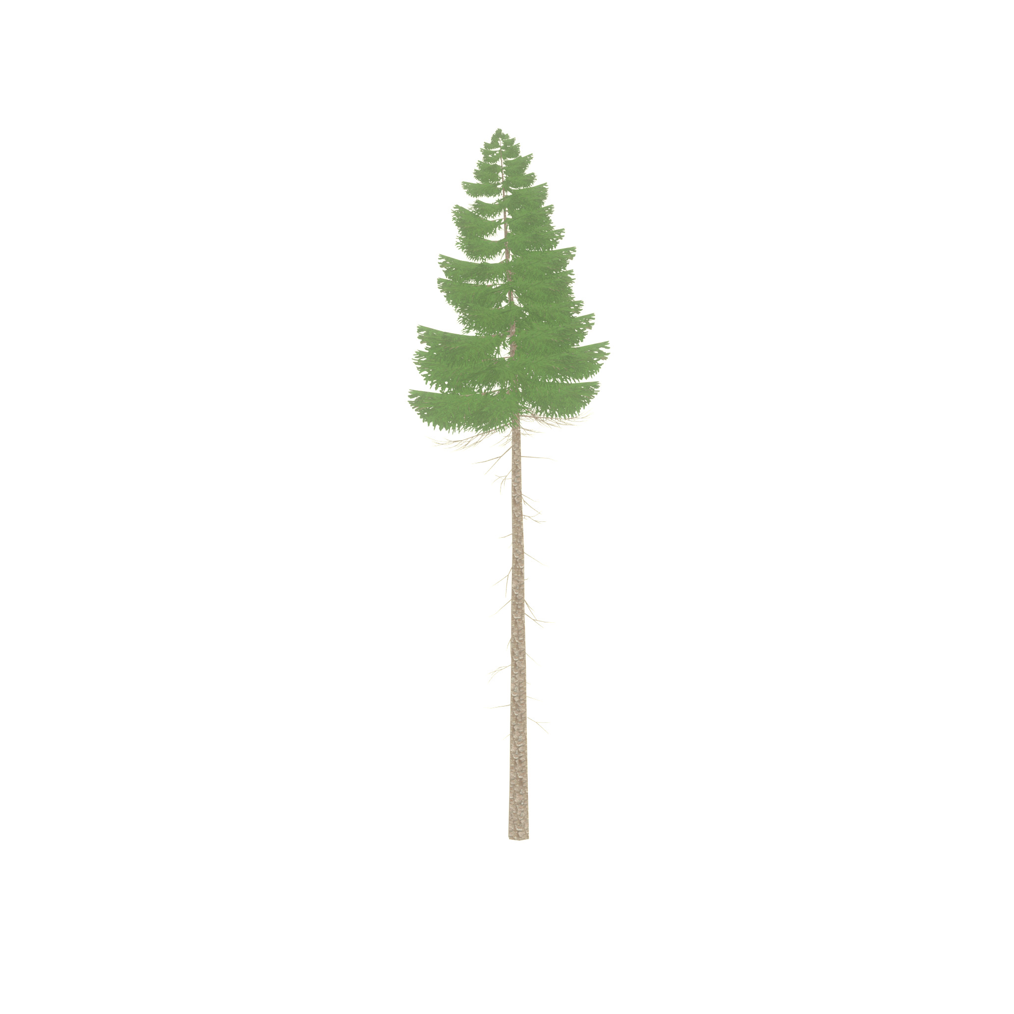 Spruce summer 31000mm forest version Low-poly 3D model_44