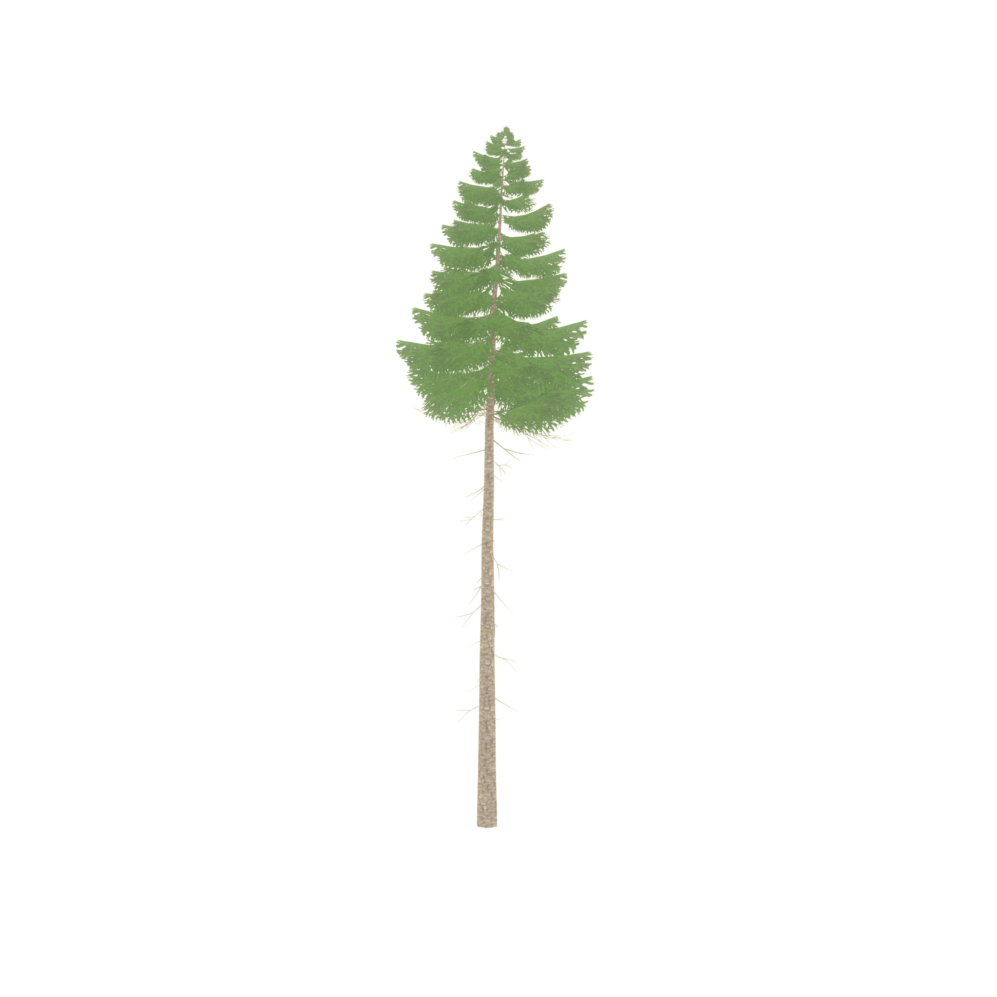 Spruce summer 31000mm forest version Low-poly 3D model_25