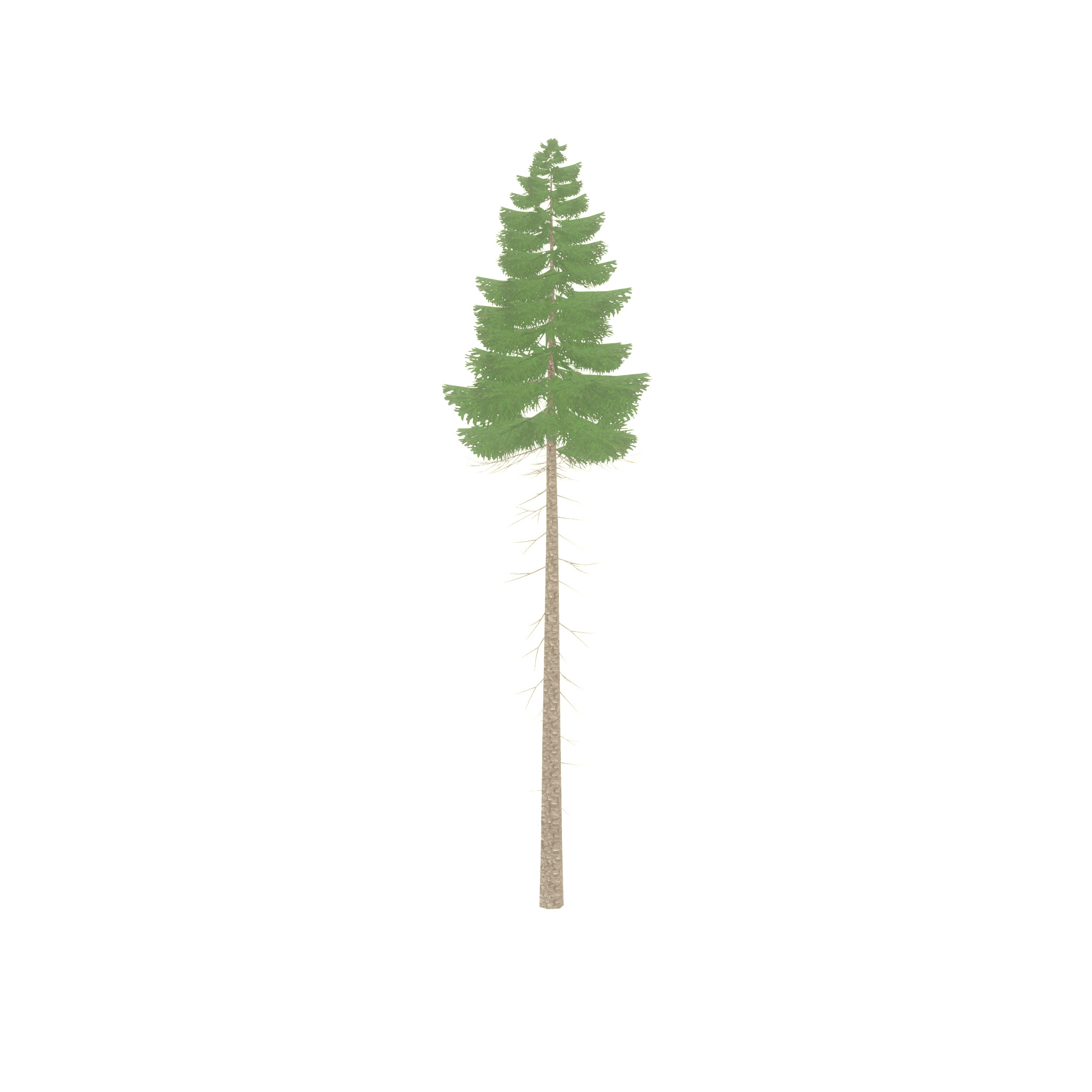 Spruce summer 31000mm forest version Low-poly 3D model_54
