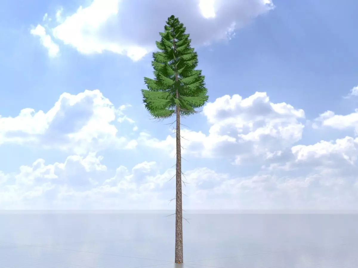 Spruce summer 31000mm forest version Low-poly 3D model_0