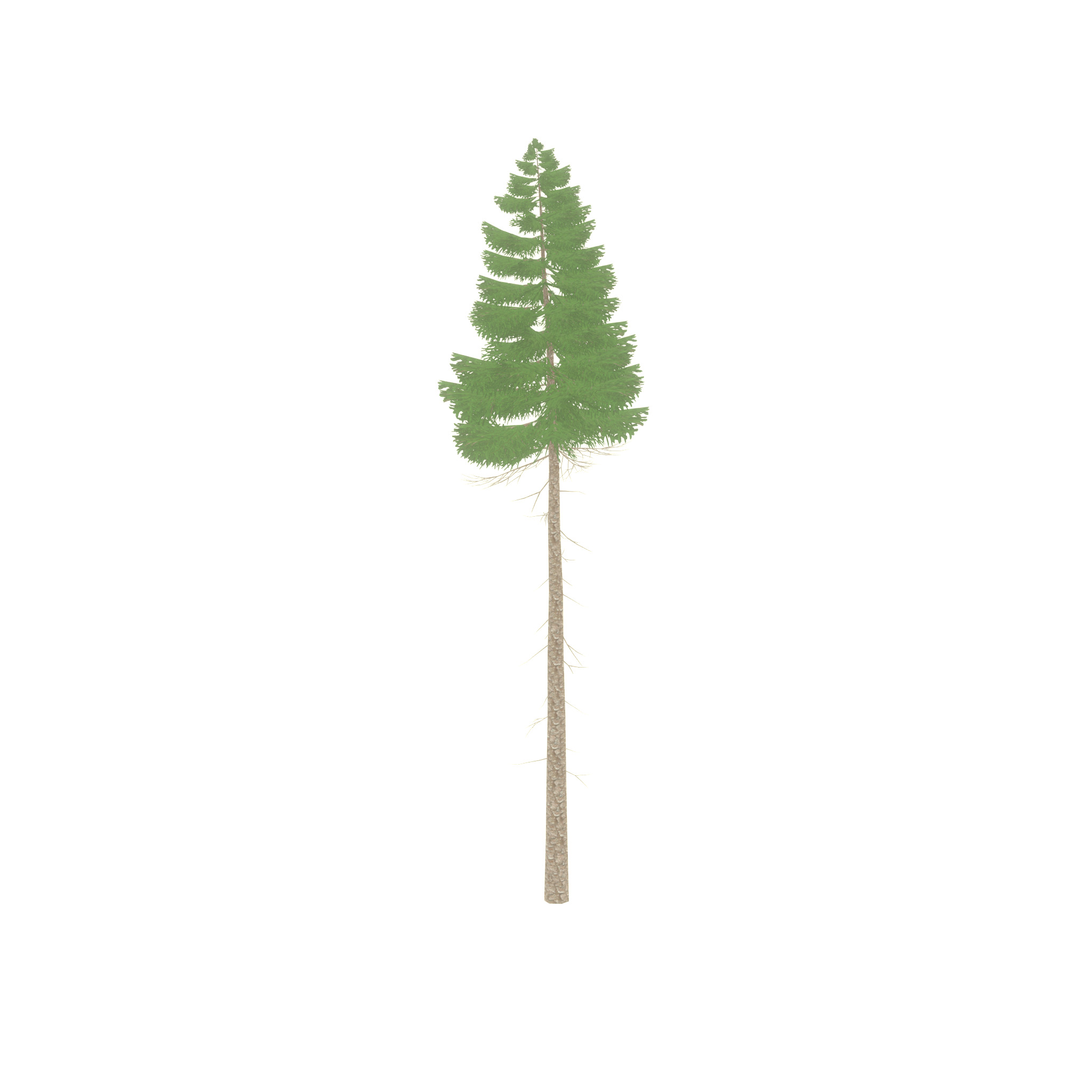 Spruce summer 31000mm forest version Low-poly 3D model_41