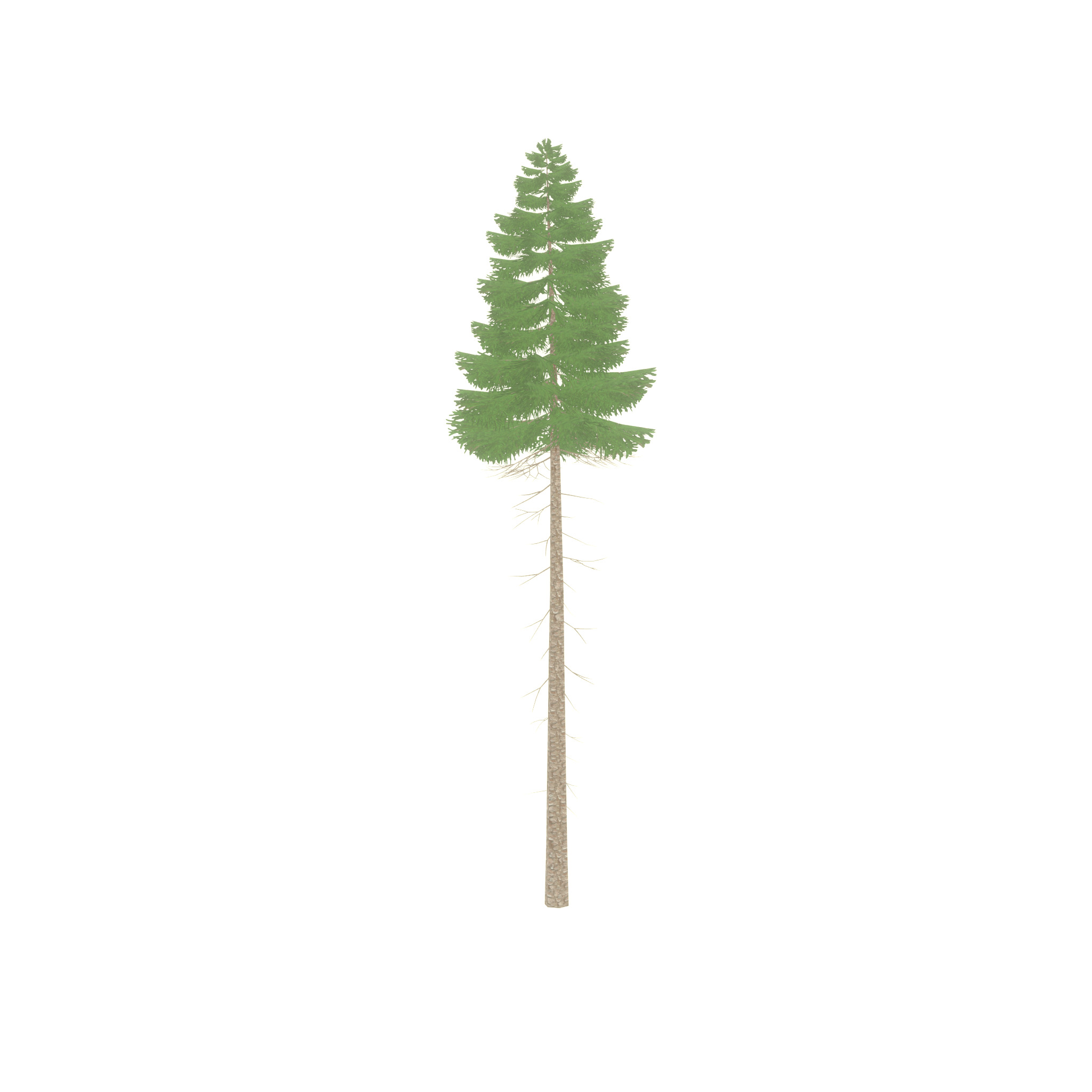 Spruce summer 31000mm forest version Low-poly 3D model_48