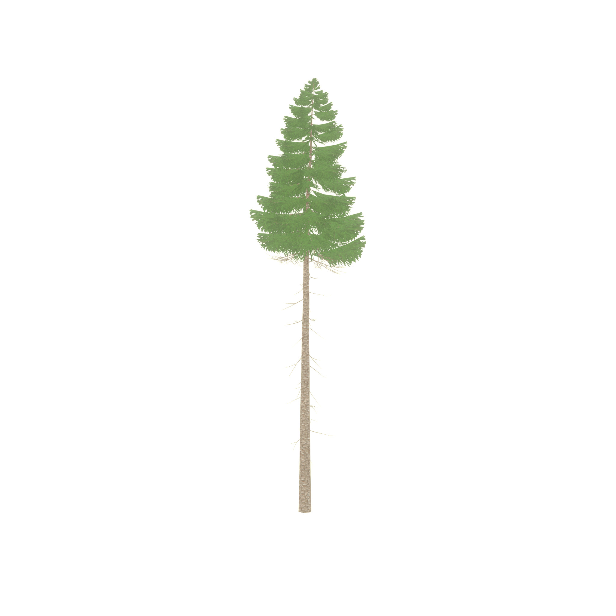 Spruce summer 31000mm forest version Low-poly 3D model_26