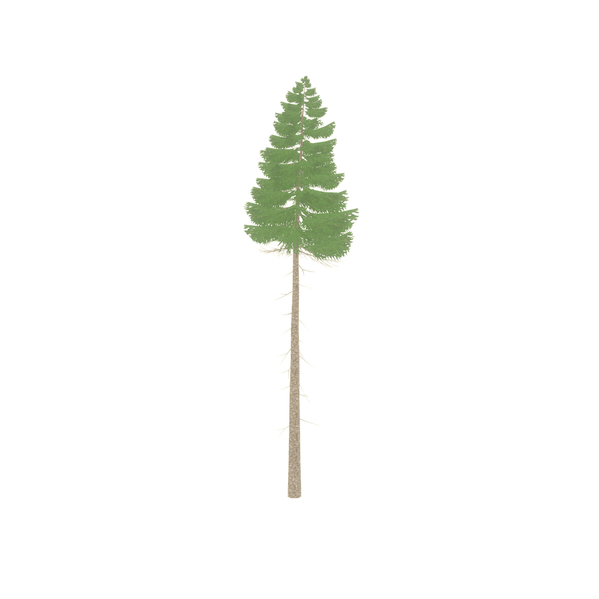 Spruce summer 31000mm forest version Low-poly 3D model_21