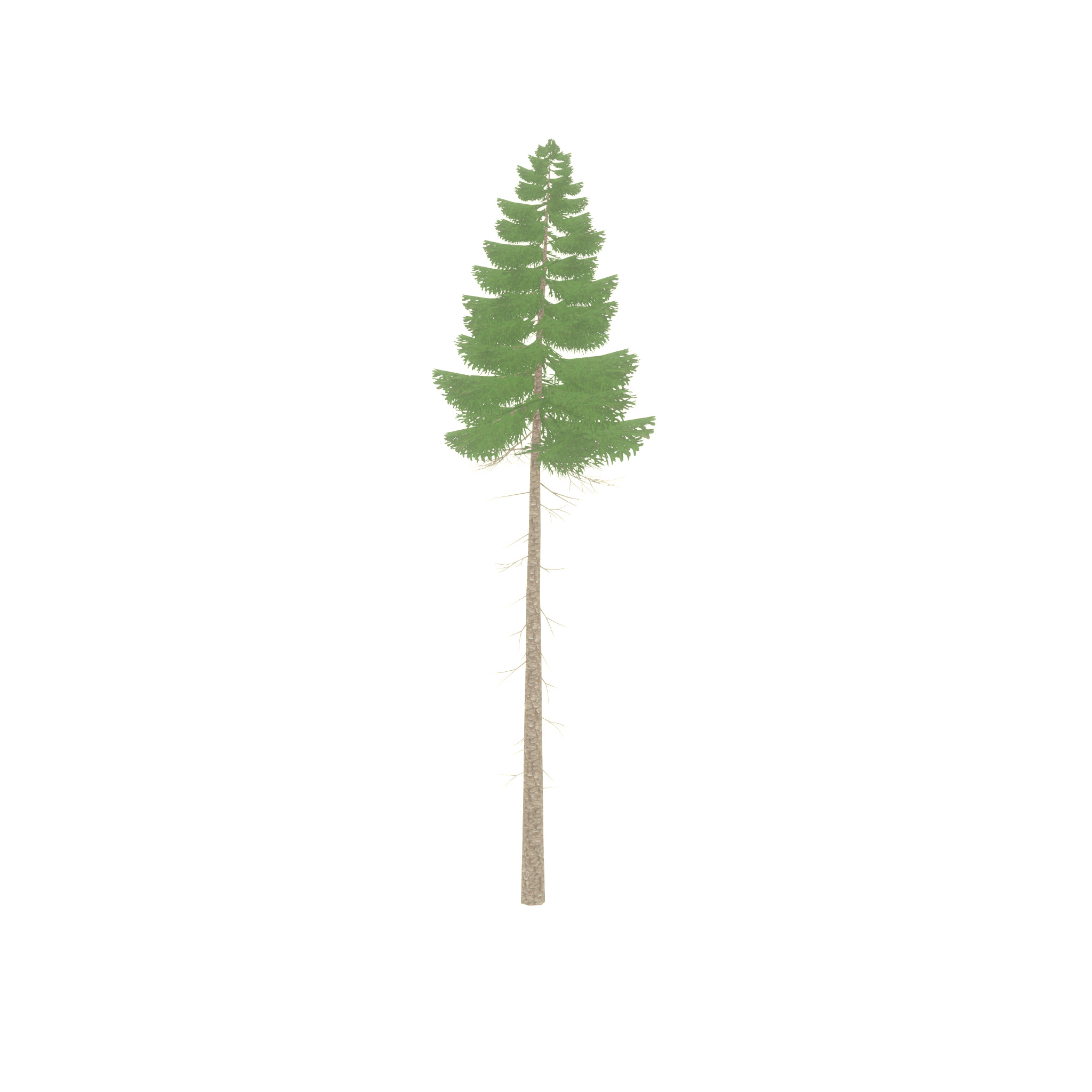Spruce summer 31000mm forest version Low-poly 3D model_28