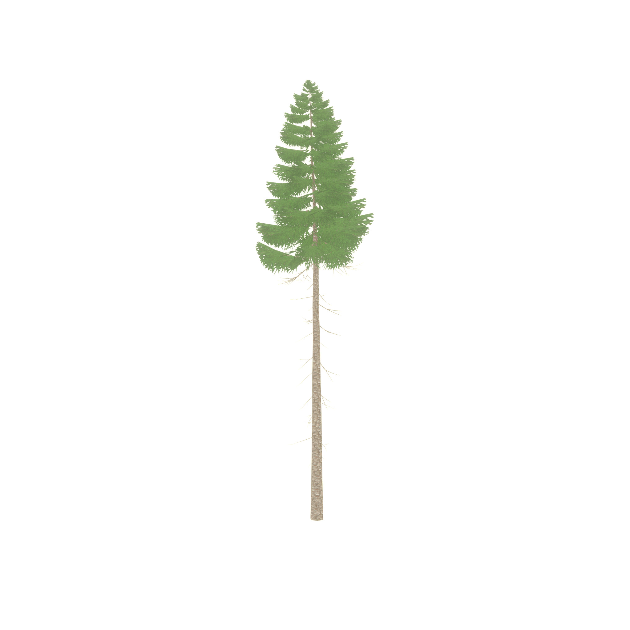 Spruce summer 31000mm forest version Low-poly 3D model_40