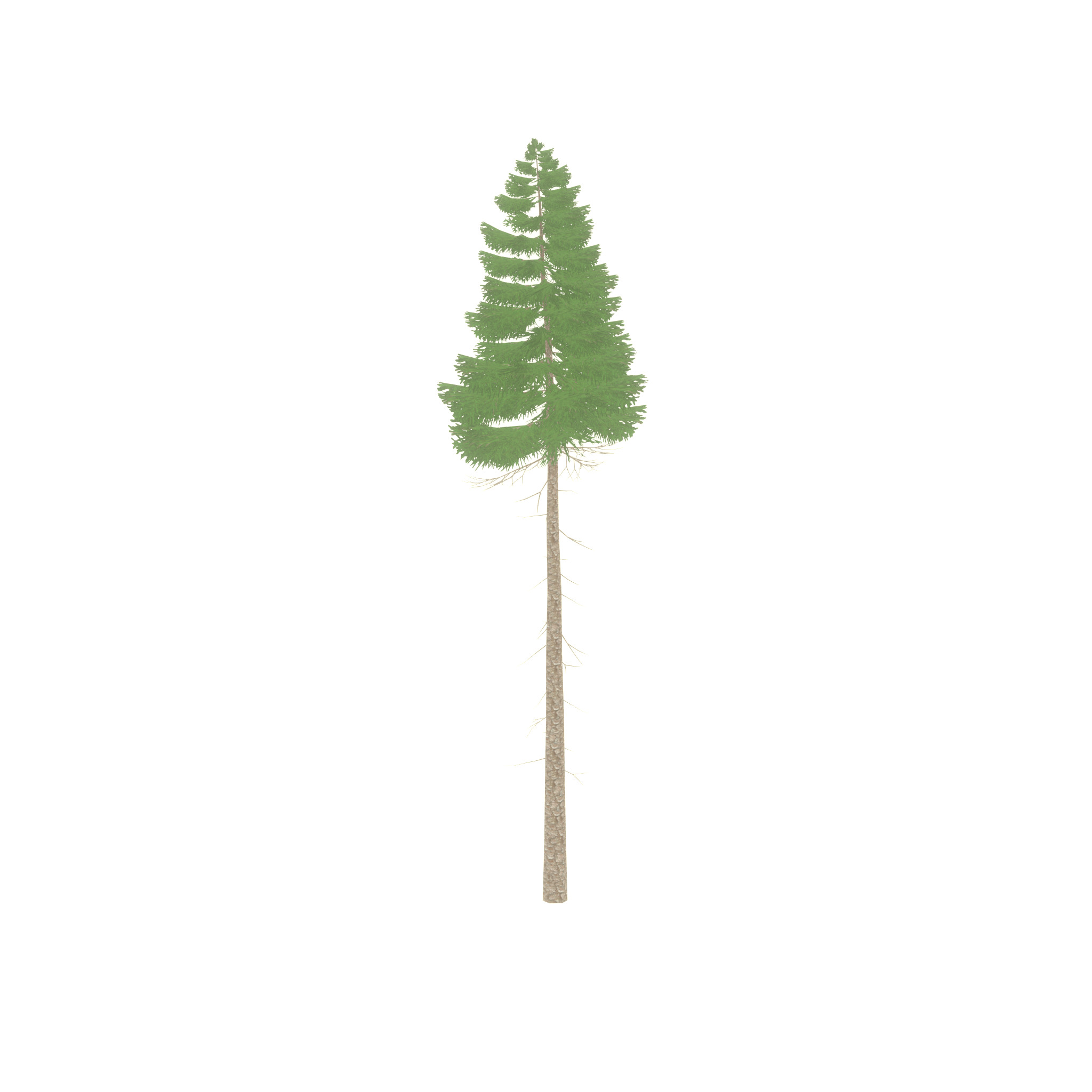 Spruce summer 31000mm forest version Low-poly 3D model_46