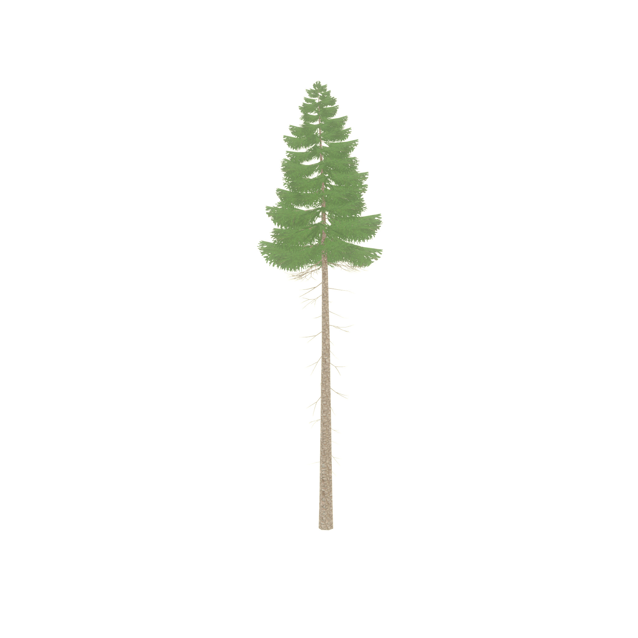 Spruce summer 31000mm forest version Low-poly 3D model_56