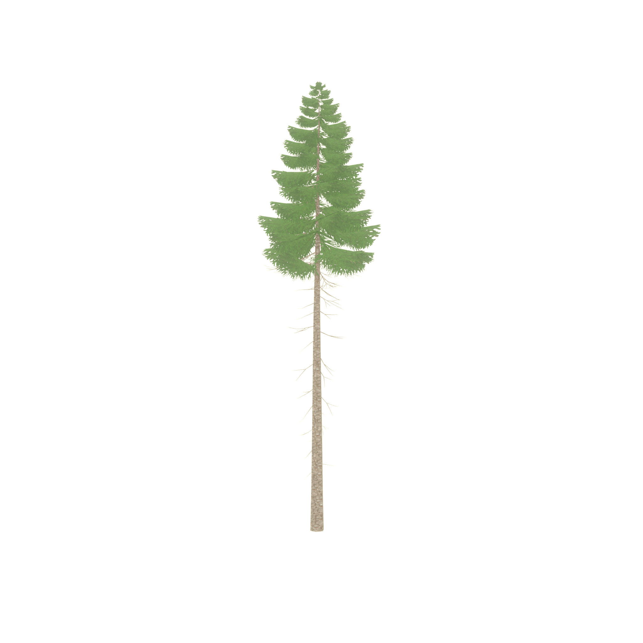 Spruce summer 31000mm forest version Low-poly 3D model_34