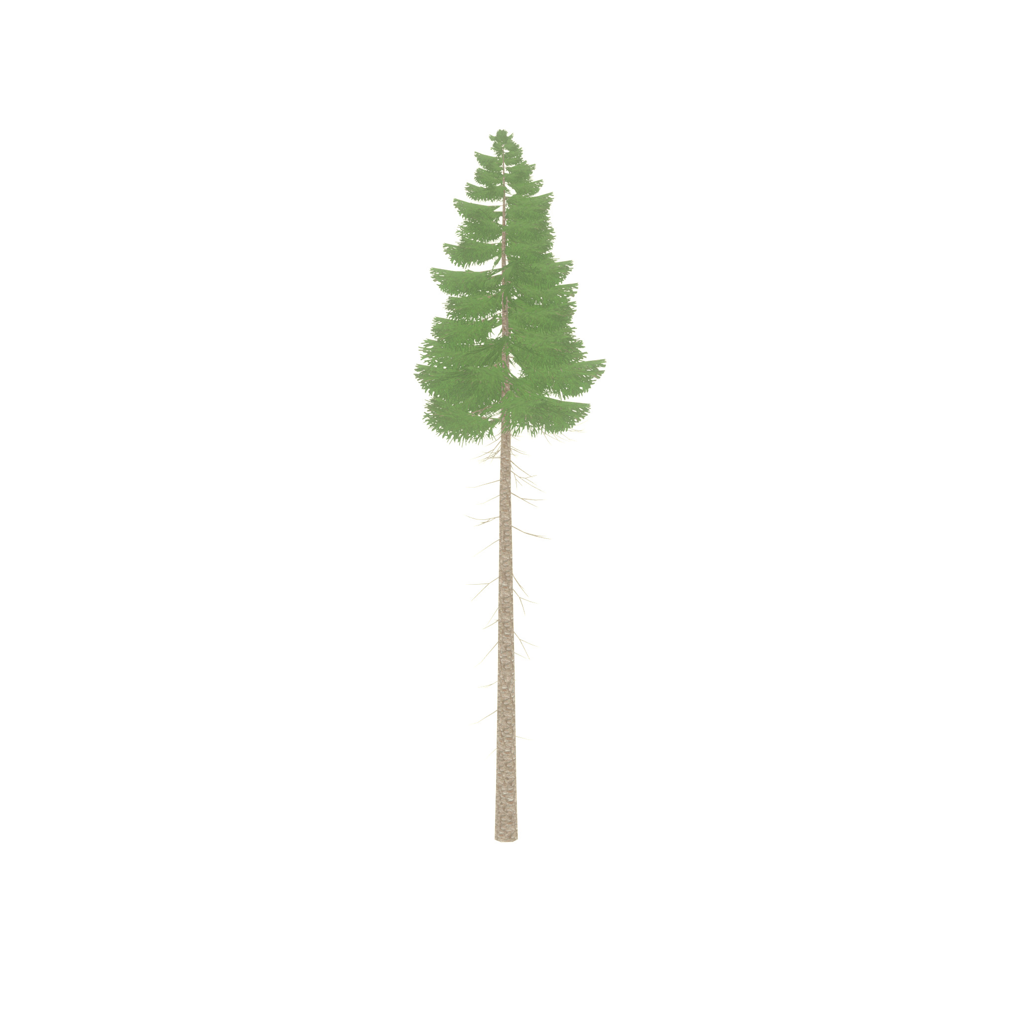 Spruce summer 31000mm forest version Low-poly 3D model_38