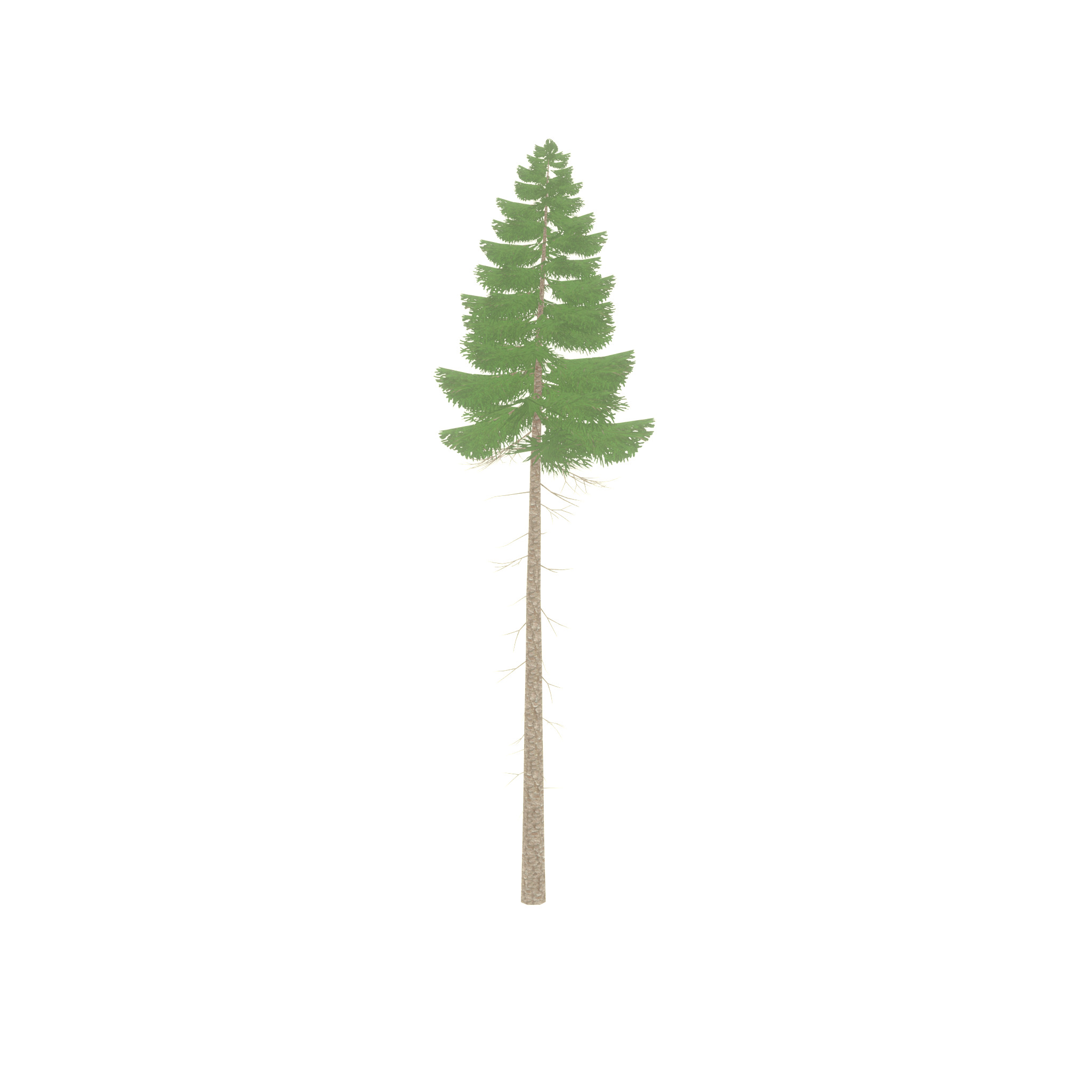 Spruce summer 31000mm forest version Low-poly 3D model_30