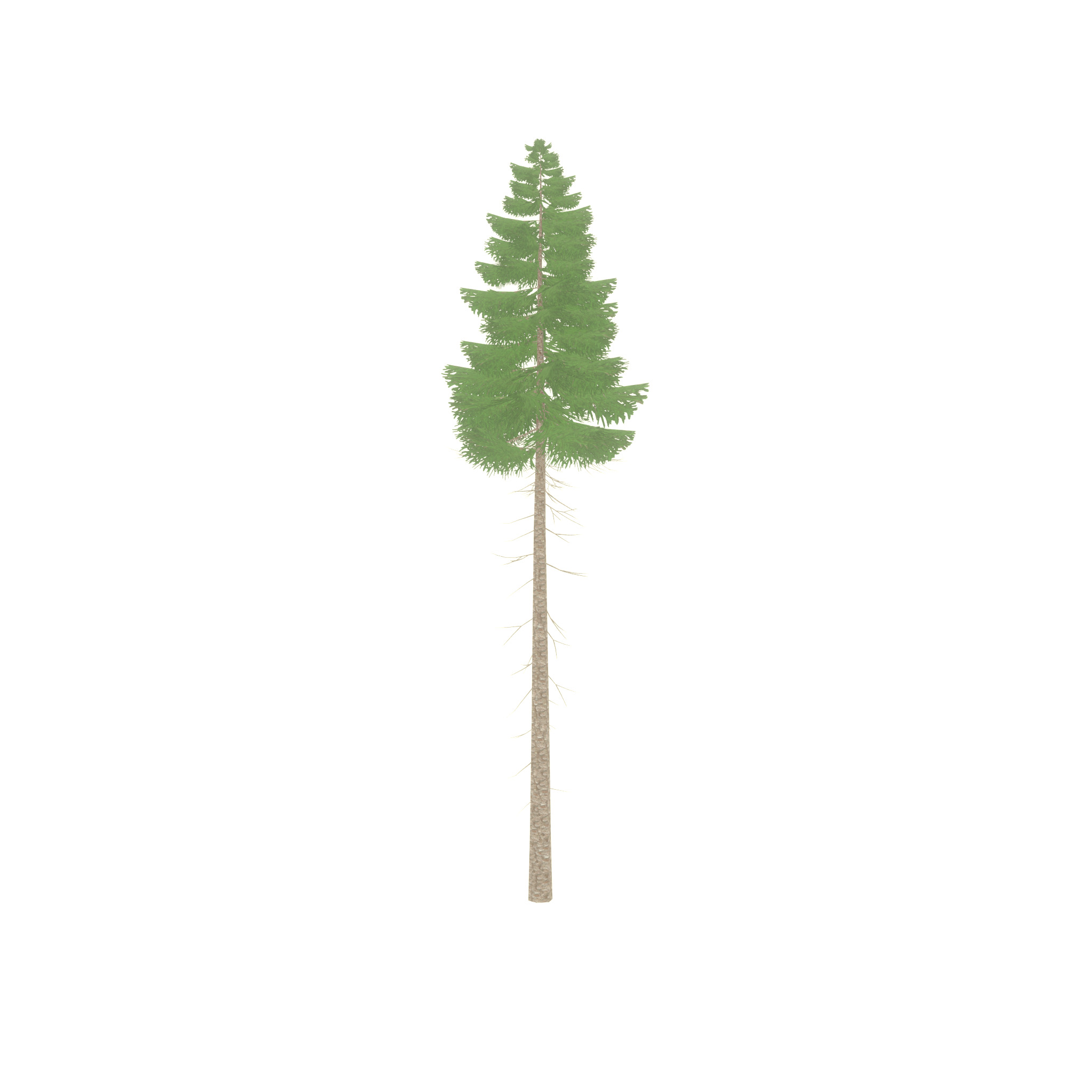 Spruce summer 31000mm forest version Low-poly 3D model_35