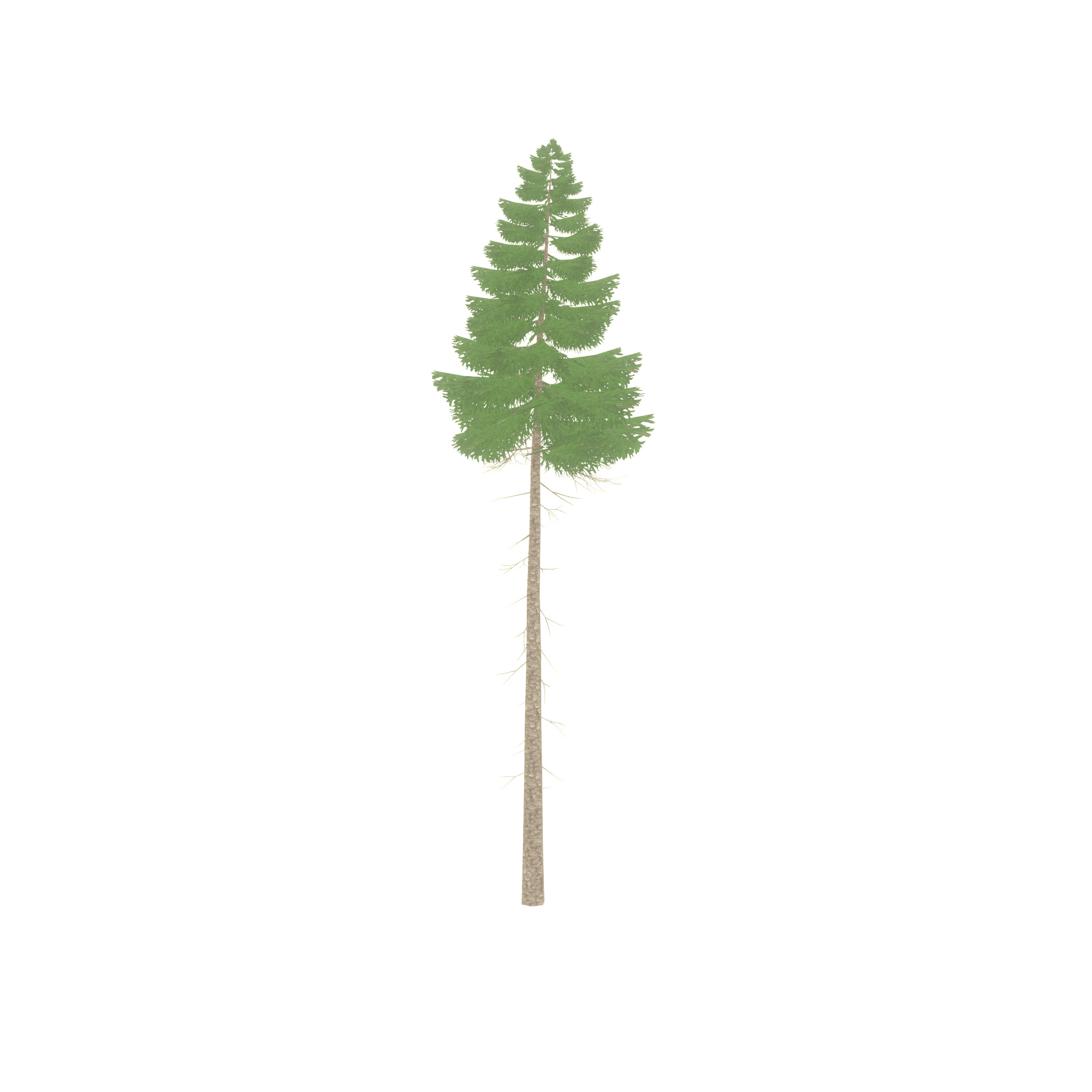 Spruce summer 31000mm forest version Low-poly 3D model_27