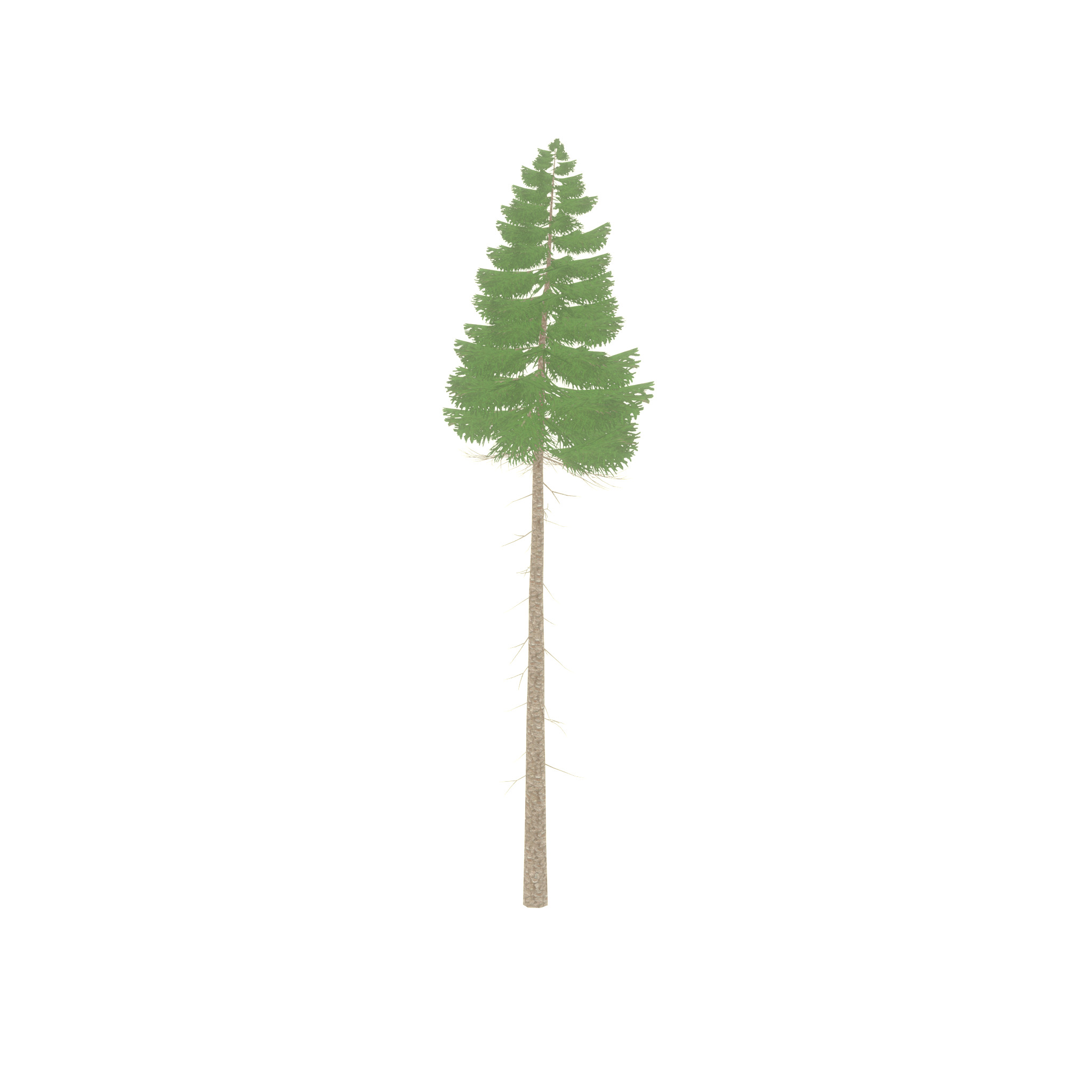 Spruce summer 31000mm forest version Low-poly 3D model_23