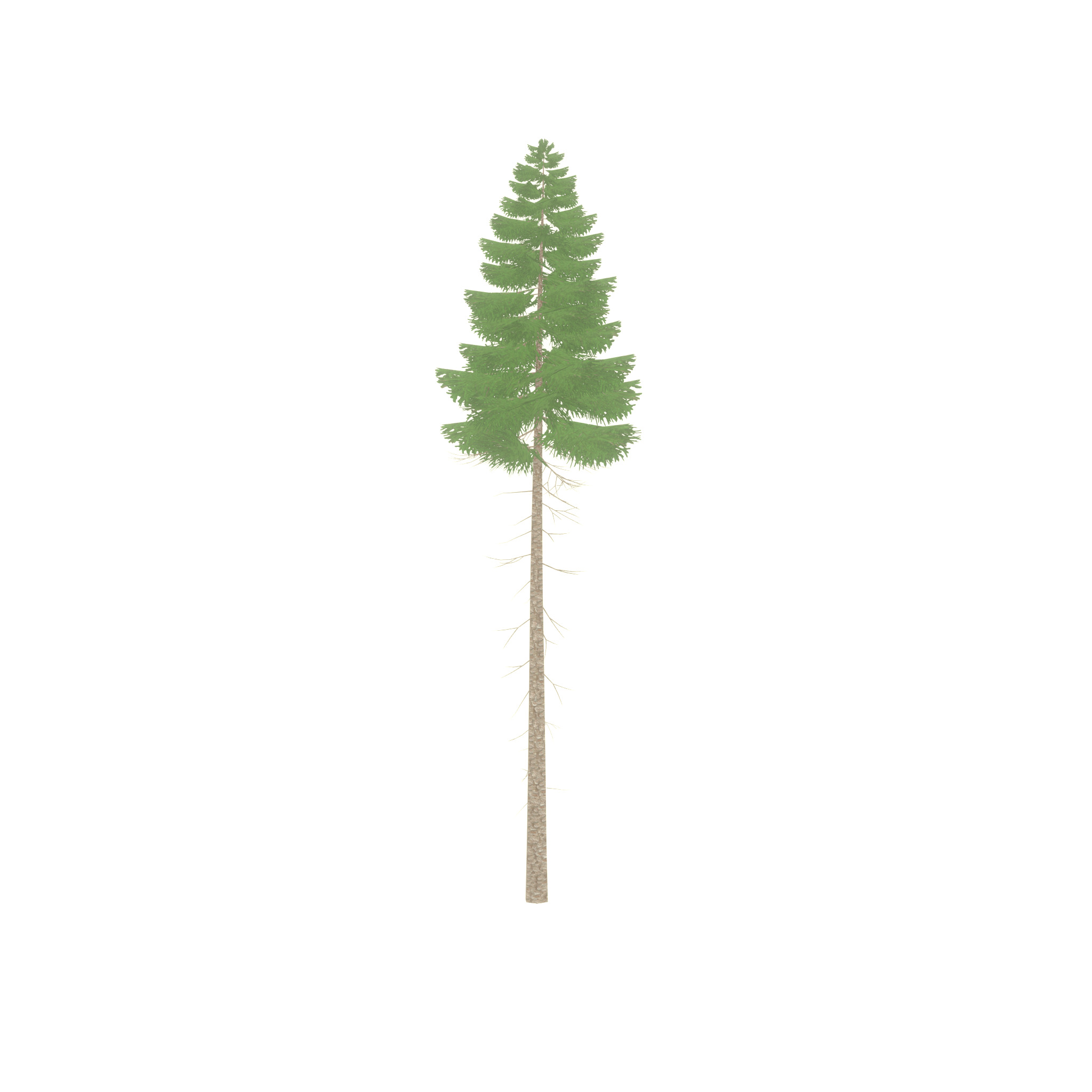 Spruce summer 31000mm forest version Low-poly 3D model_33