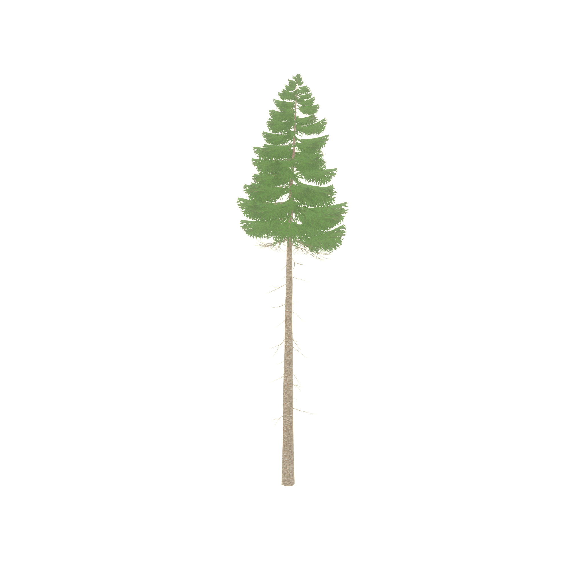 Spruce summer 31000mm forest version Low-poly 3D model_24