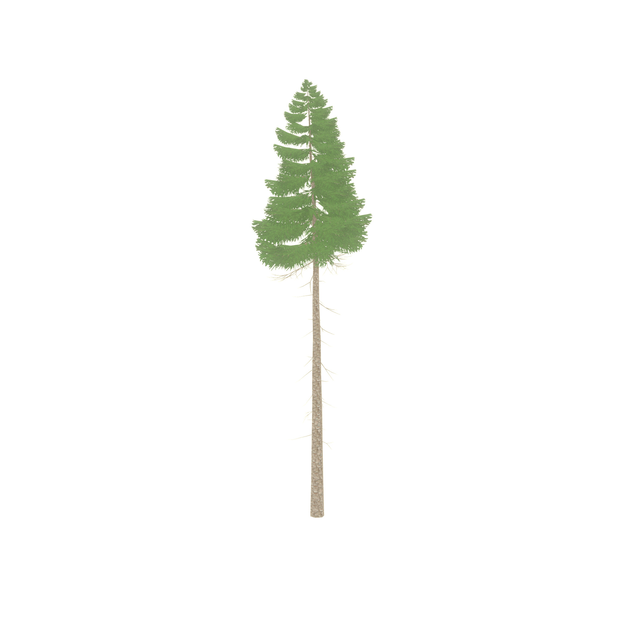 Spruce summer 31000mm forest version Low-poly 3D model_43