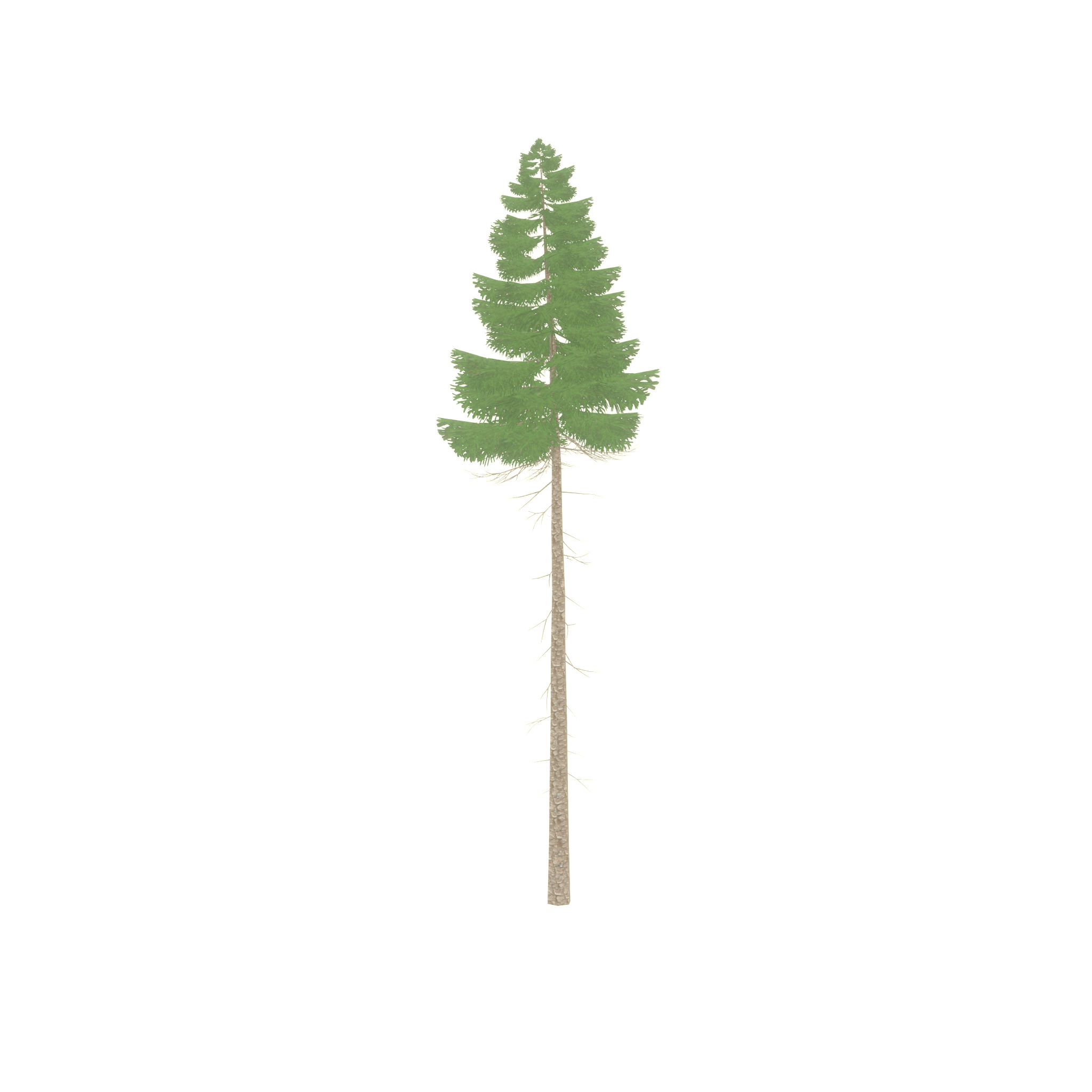Spruce summer 31000mm forest version Low-poly 3D model_49