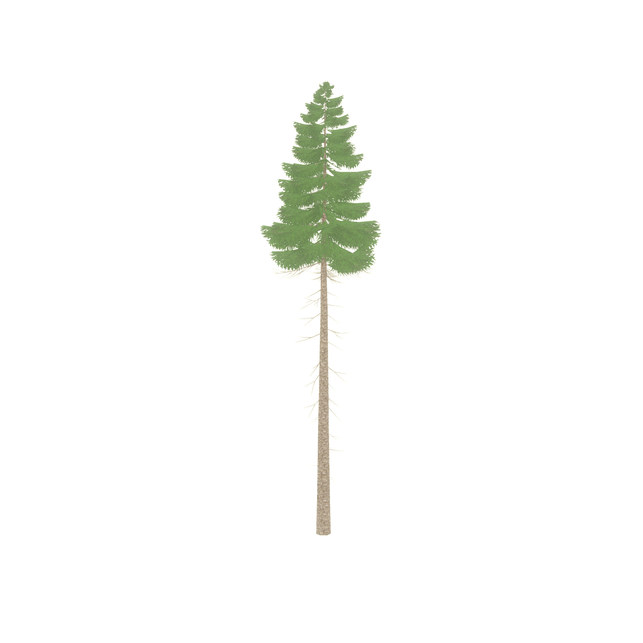 Spruce summer 31000mm forest version Low-poly 3D model_51