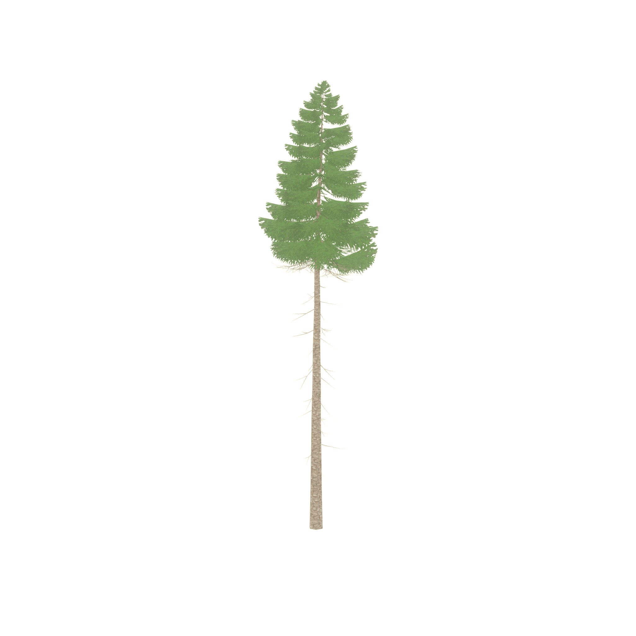 Spruce summer 31000mm forest version Low-poly 3D model_22