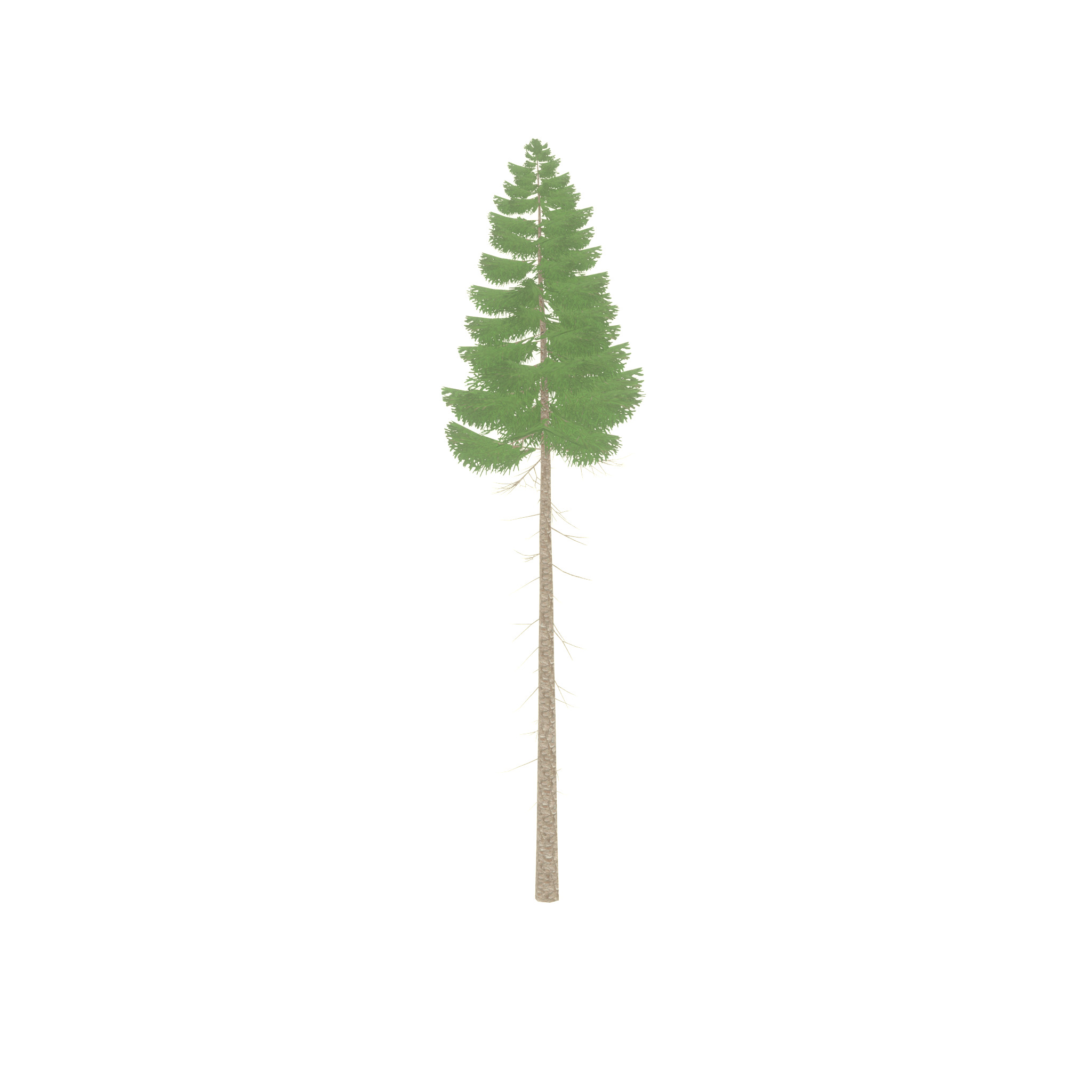 Spruce summer 31000mm forest version Low-poly 3D model_36