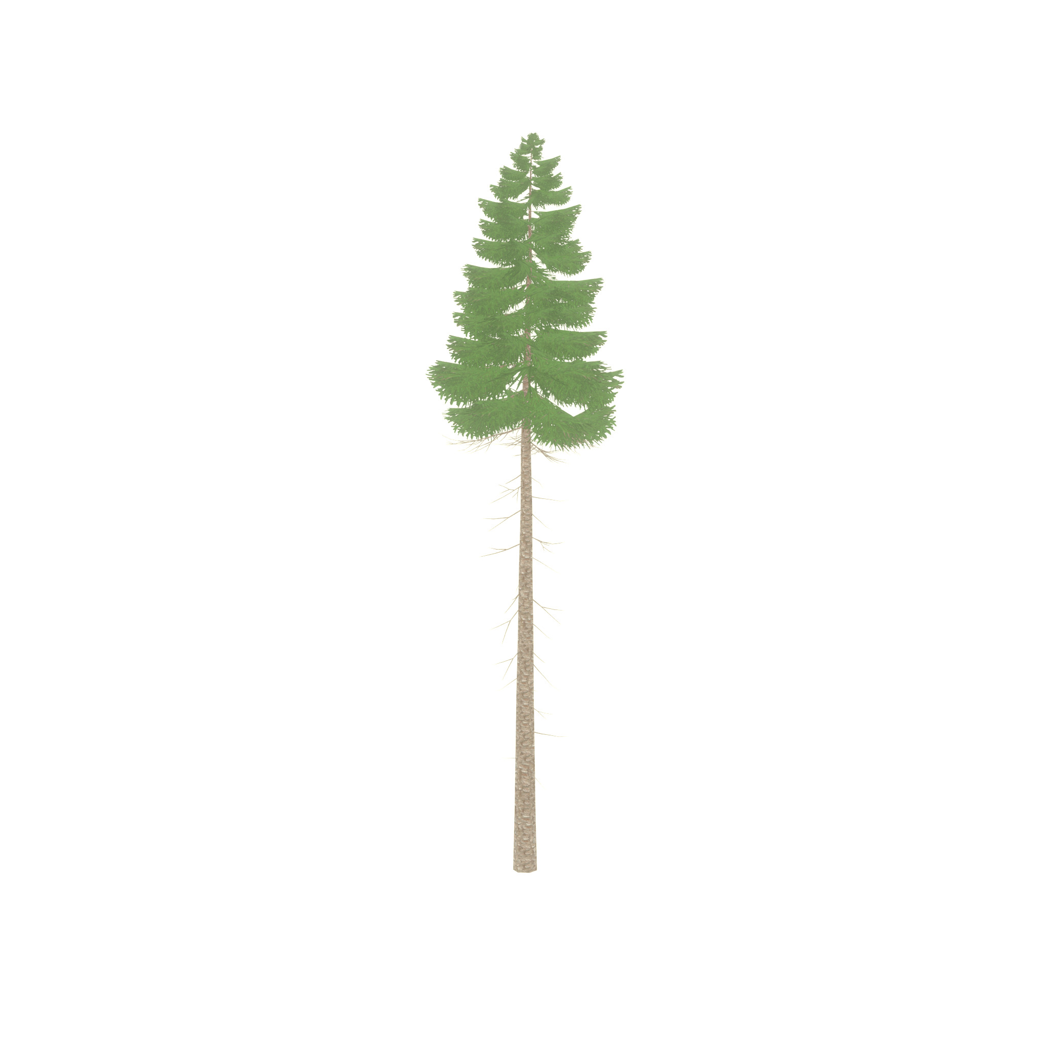 Spruce summer 31000mm forest version Low-poly 3D model_52