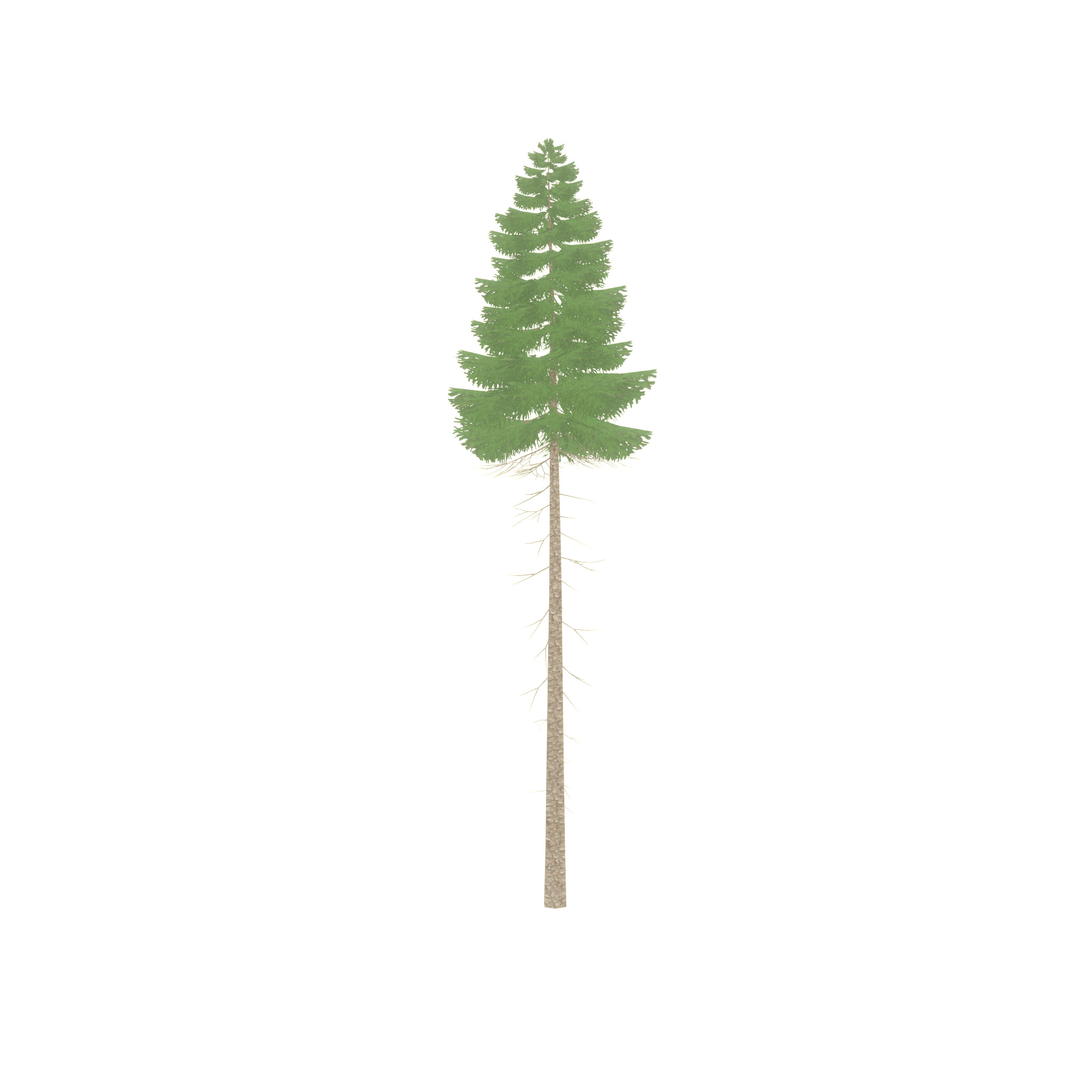 Spruce summer 31000mm forest version Low-poly 3D model_50