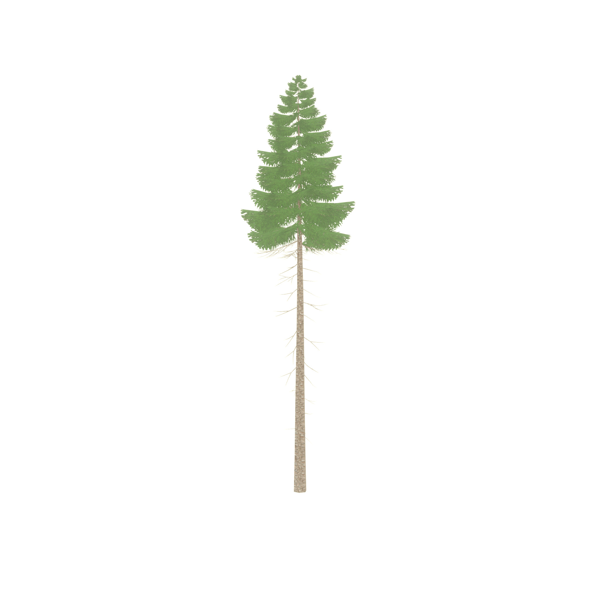 Spruce summer 31000mm forest version Low-poly 3D model_53