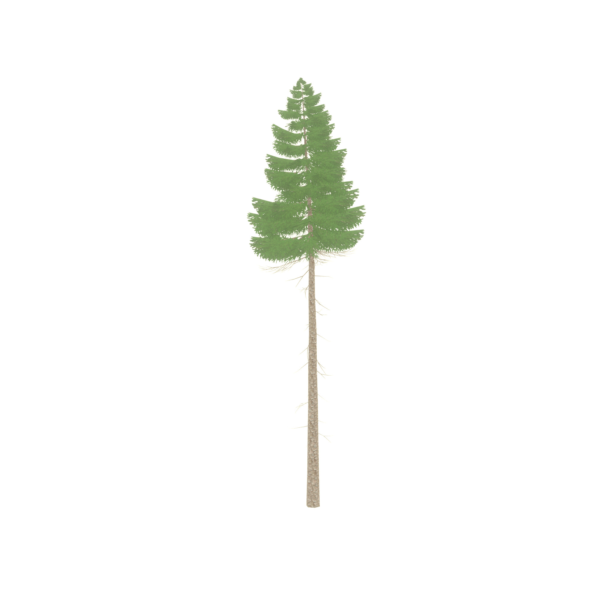 Spruce summer 31000mm forest version Low-poly 3D model_42