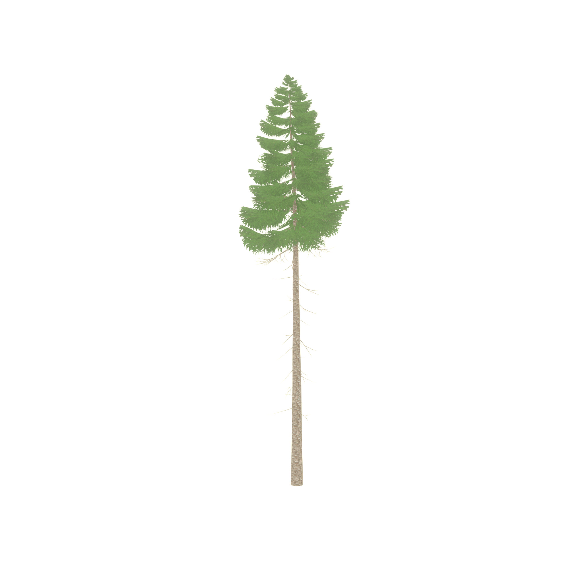Spruce summer 31000mm forest version Low-poly 3D model_39