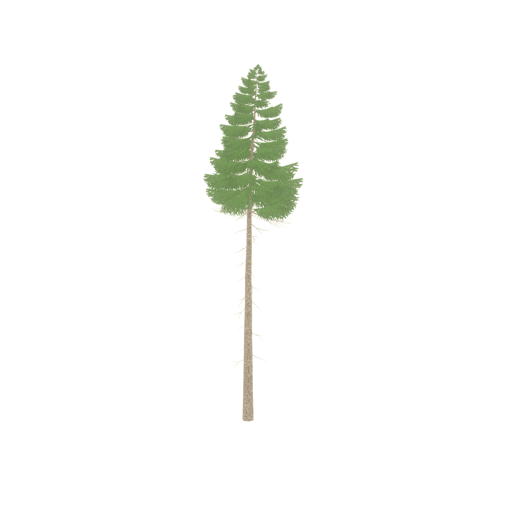 Spruce summer 31000mm forest version Low-poly 3D model_29