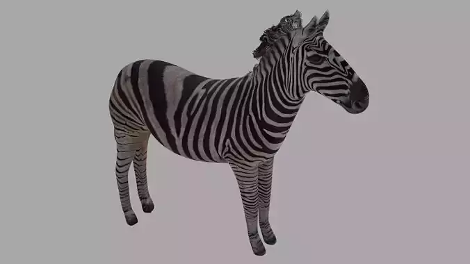 Zebra OBJ  and BLEND 3D model