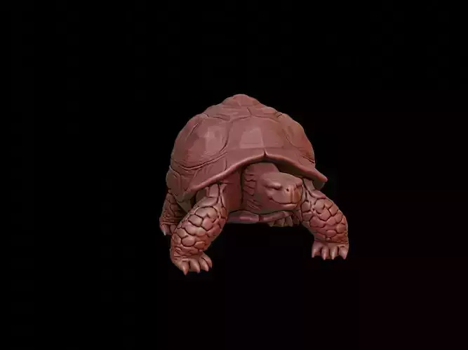 Tortoise Animal Sculpture
