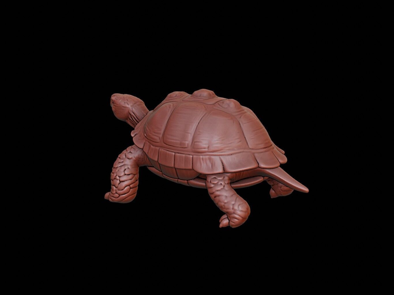 Turtle Animal Sculpture 3D print model_2