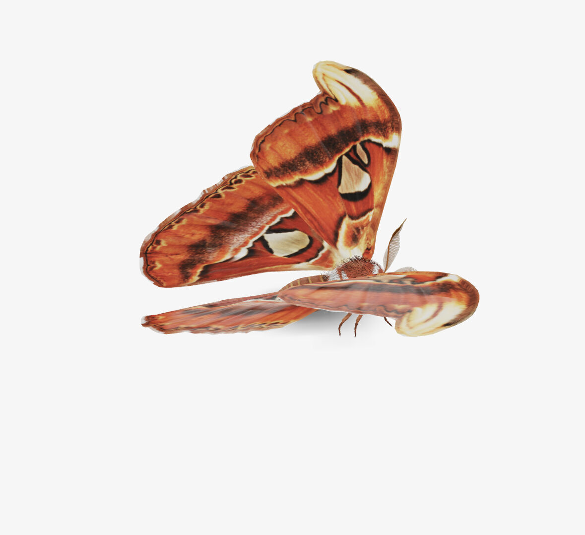 atlas moth butterfly 3D model_2
